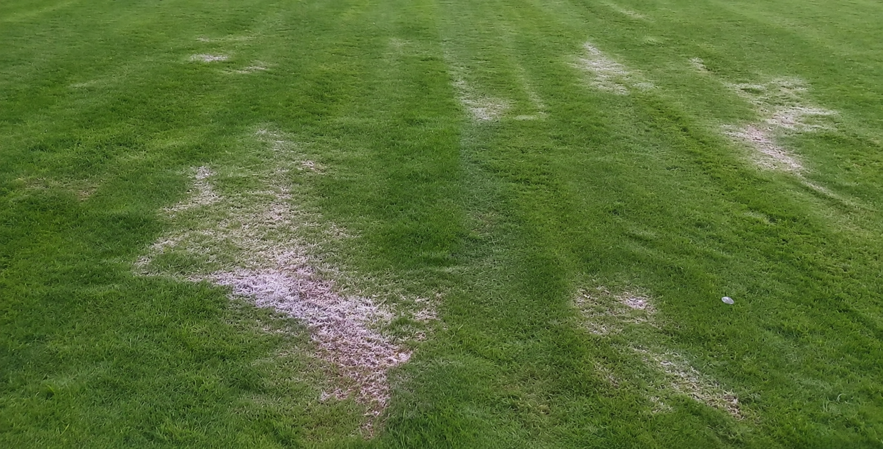Grass field with white chalk lines and markings, possibly a sports field