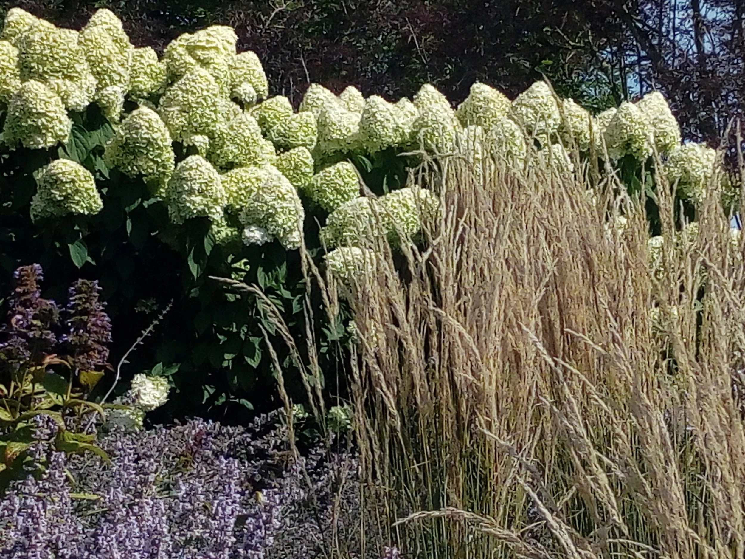 A garden with white hydrangeas, purple flowers, and tall wheat stalks.
