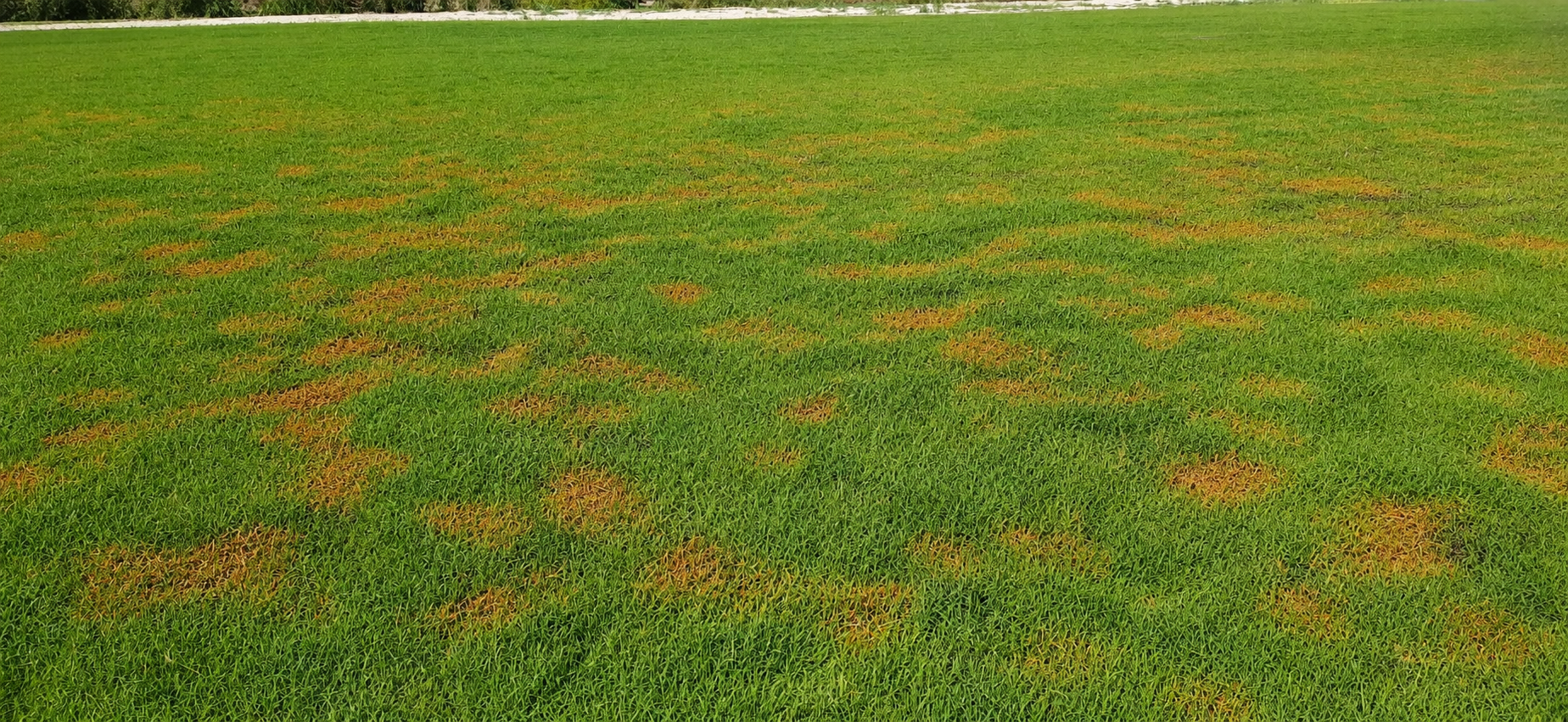 A large grassy field with patches of dead or dying grass, in front of a treeline.