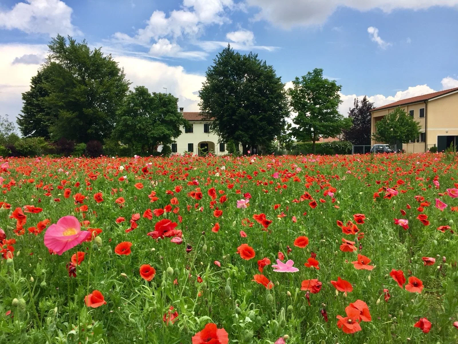 Realizzazione prato fiorito Venezia Padova Treviso Vicenza con papveri giardino naturale e sostenibile