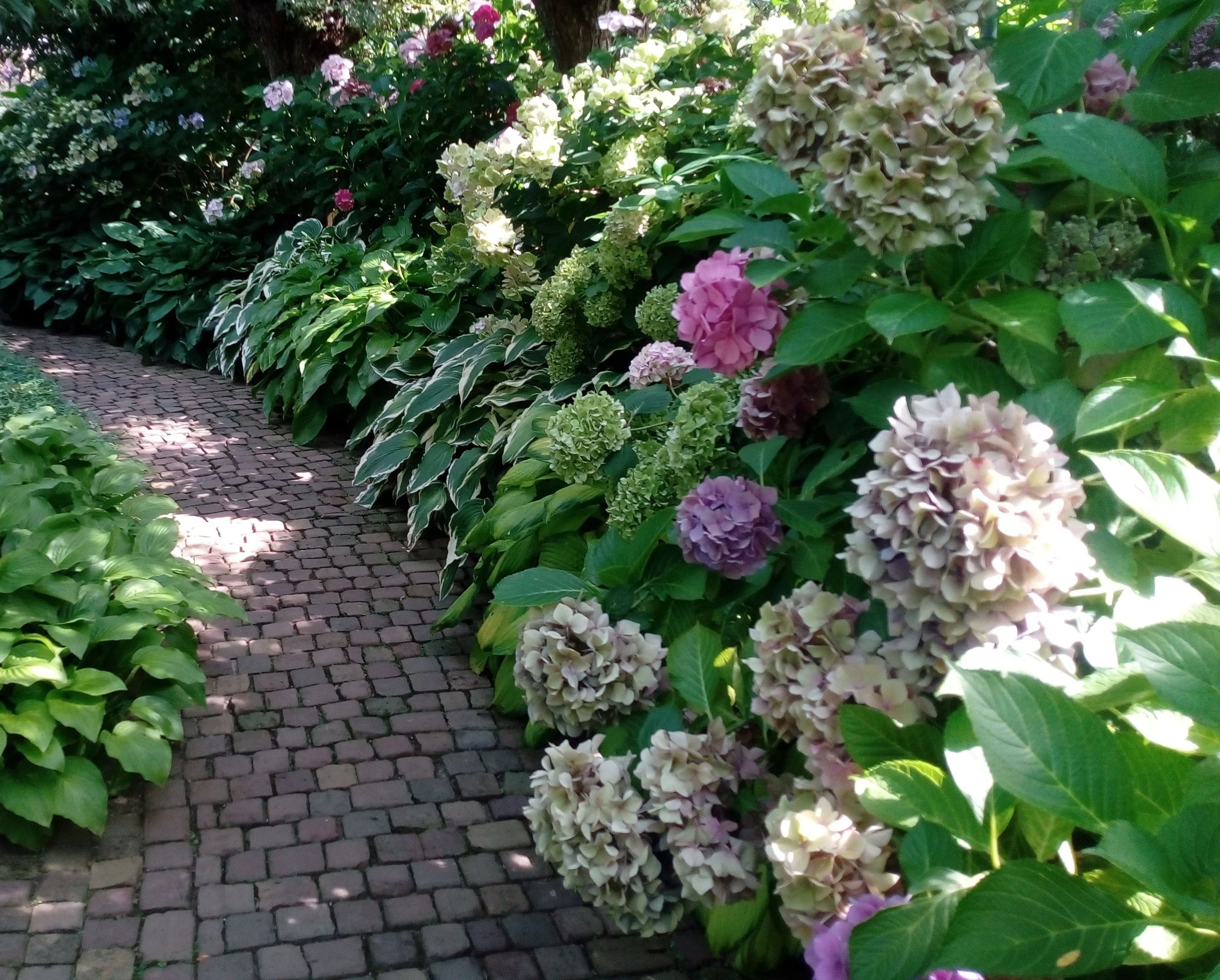 realizzazione giardino con vialetto in pietra e ortensie Venezia Padova treviso Vicenza  aiuole fiorite e siepi