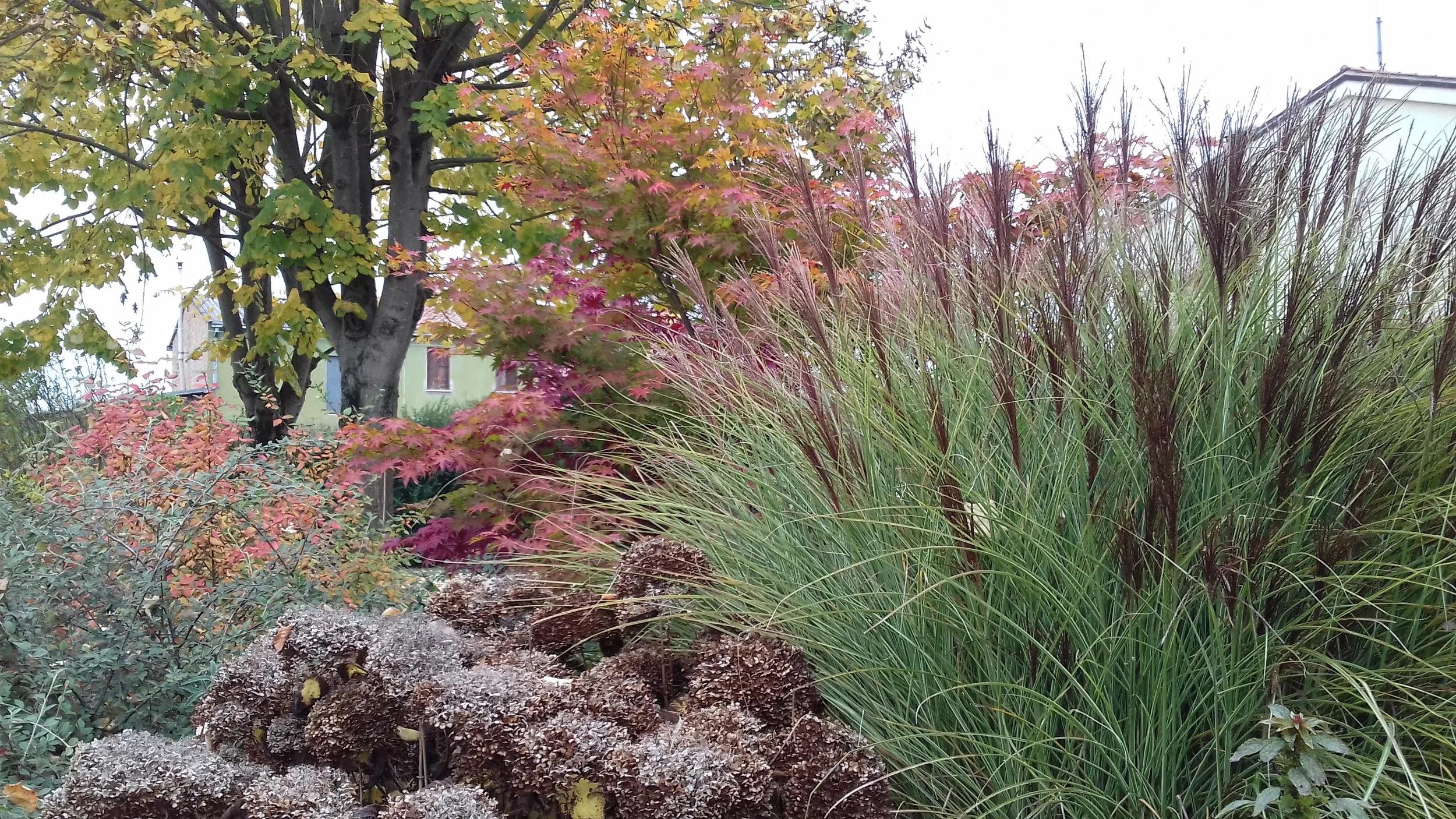 A garden scene with colorful autumn leaves on trees, tall grasses, and some plants and logs on the ground.
