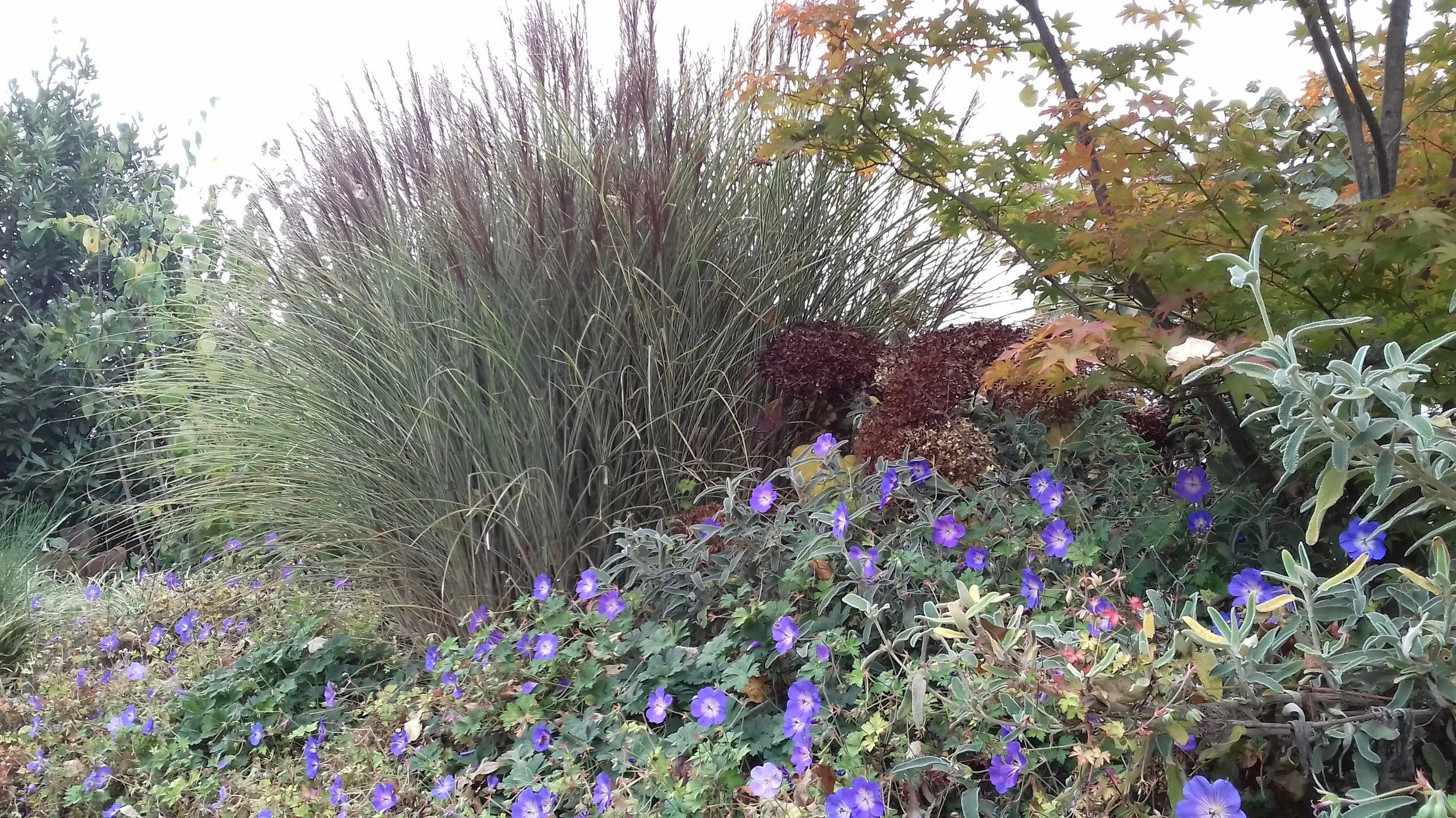 A garden scene with purple flowers in the foreground and tall grasses with brown seed heads and orange and green autumn leaves in the background.