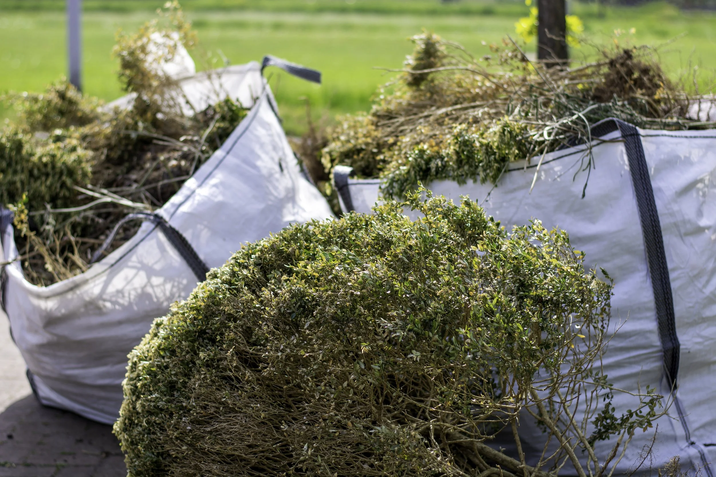 Large white bags filled with uprooted plants and soil are outdoors on a sunny day, with a grassy background and trees.