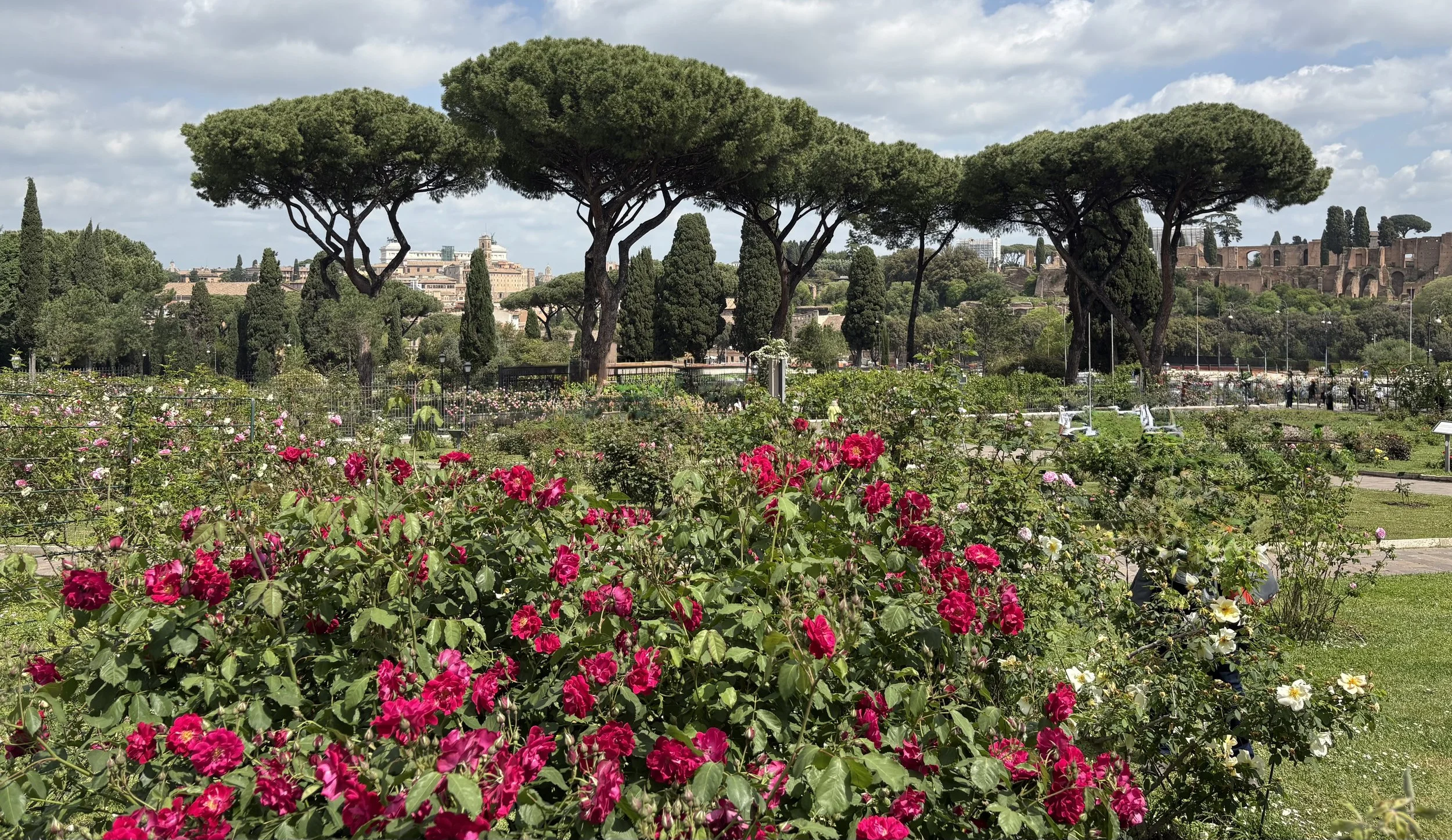 A scenic park with pink and white roses in the foreground, tall pine trees in the middle, and ancient ruins and city buildings in the background on a partly cloudy day.
