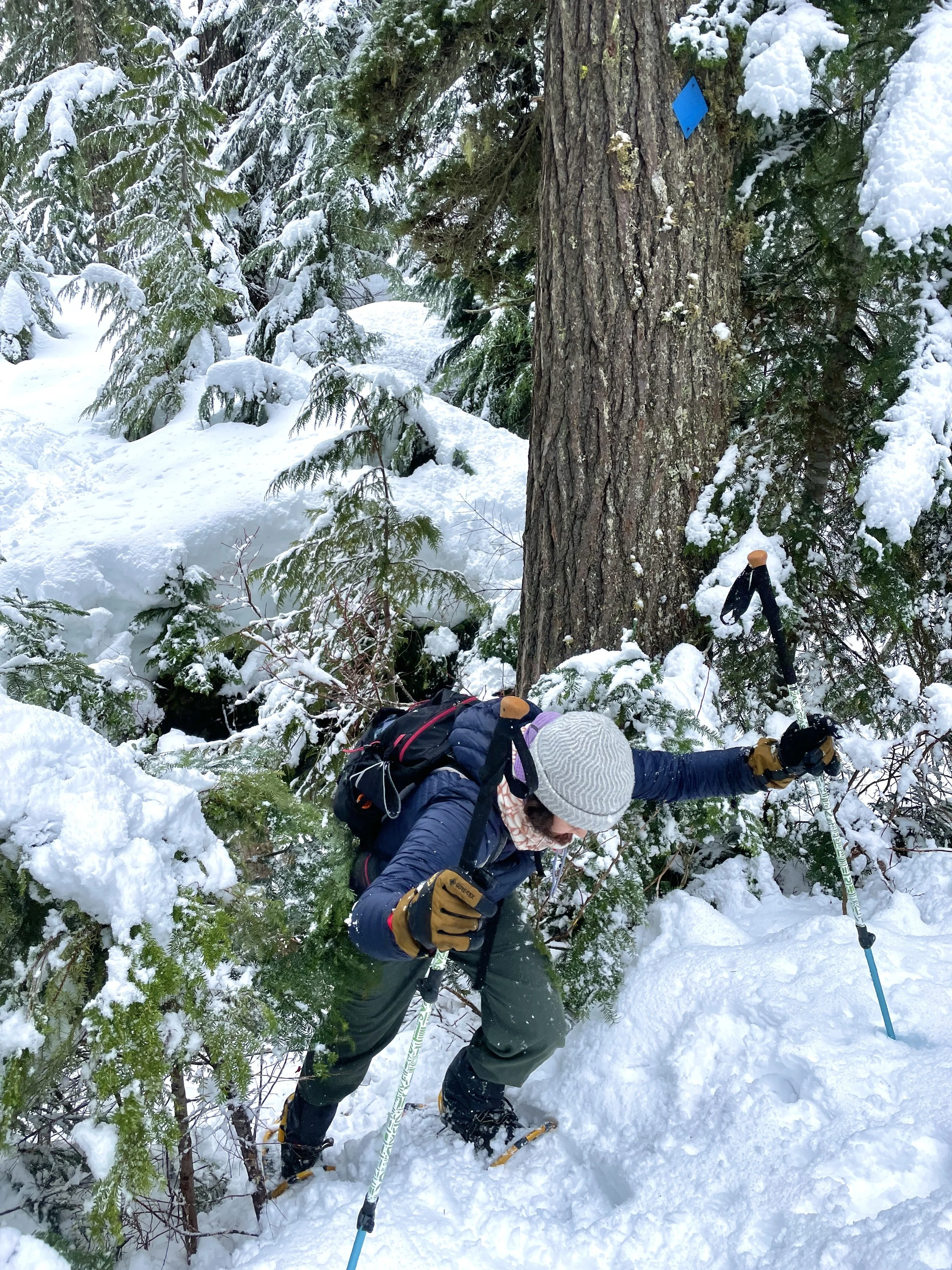 Person in winter clothing, including gloves and a knit hat, is climbing a snow-covered tree with the help of ski poles in a snowy forest.