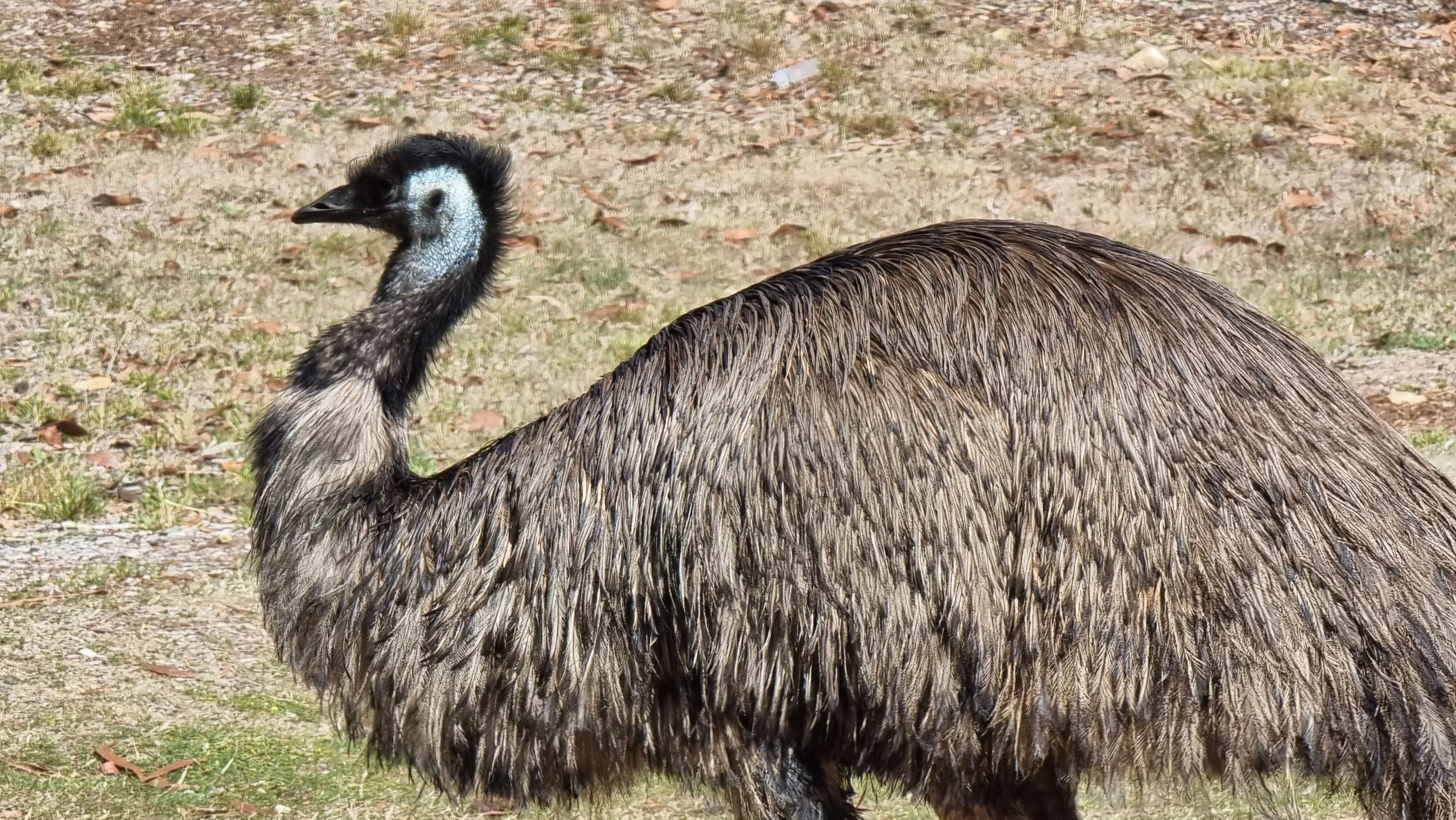 グランピアンズ国立公園ツアー、野生のエミューの写真。高級コースランチ。高級グランピアンズツアー、プライベート日本語ツアー。Grampians National Park, Wild Emu encounter during tour. Private luxurious Melbourne tour.