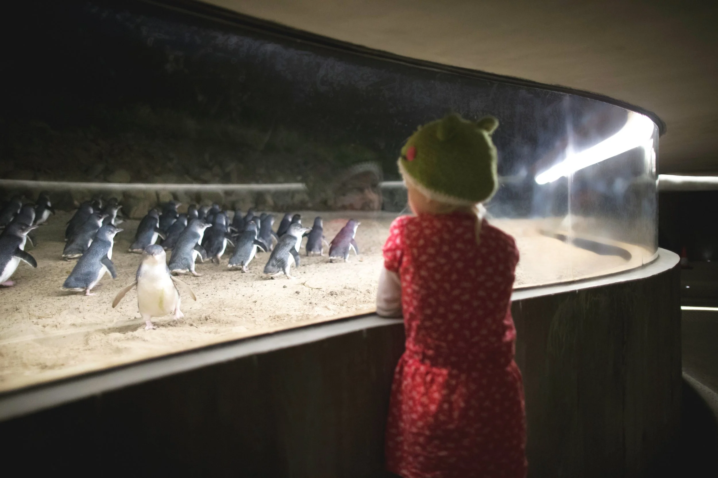 フィリップ島ツアー、ペンギンアンダーグラウンドチケットで見えるペンギンパレードの様子。高級ワイナリーランチ。高級ペンギンパレードツアー、プライベート日本語メルボルンツアー。Phillip Island Penguin Parade tour. View from Penguin Underground.  Private luxurious Melbourne tour.