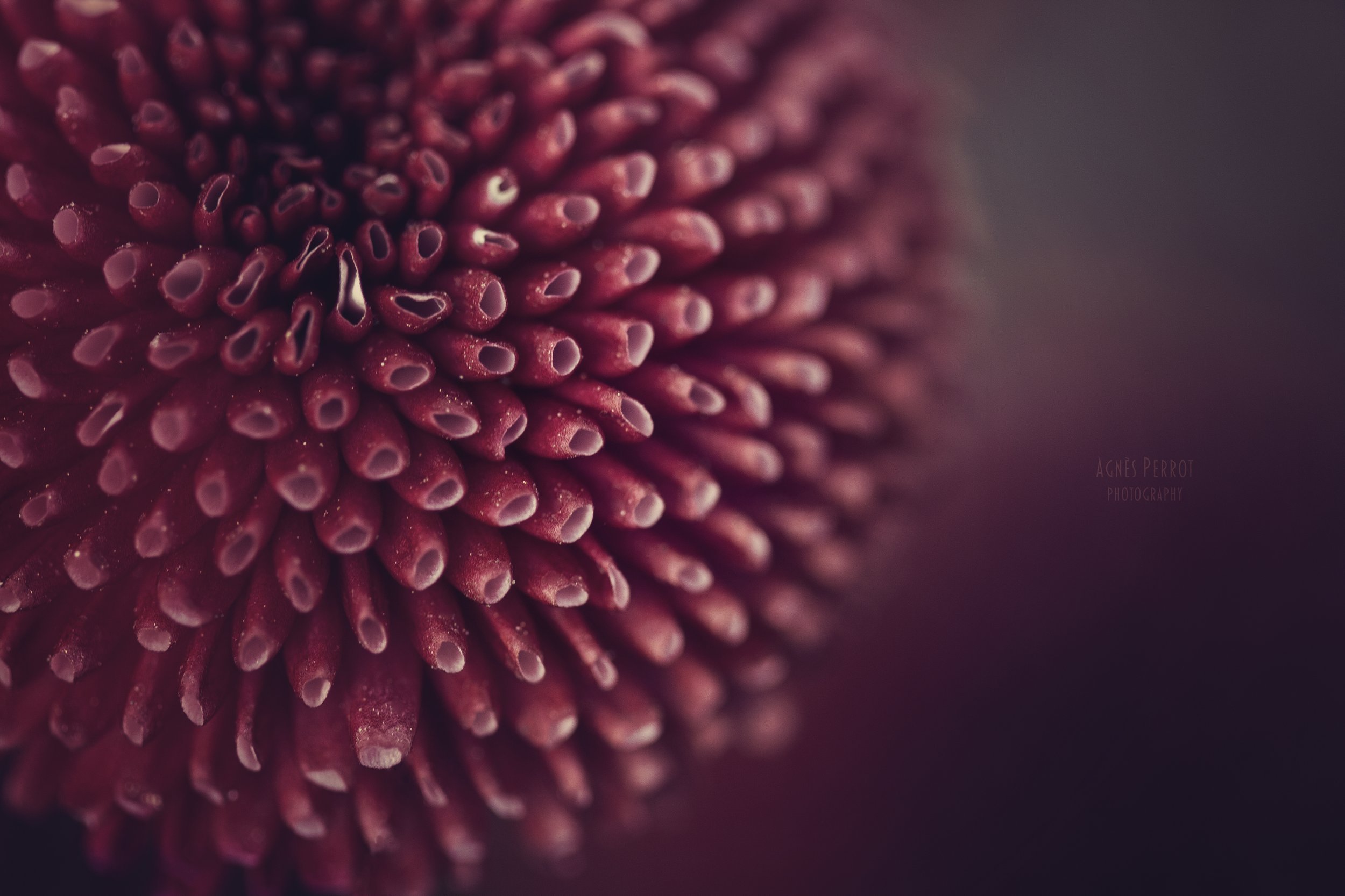 _MG_6777sss.jpg