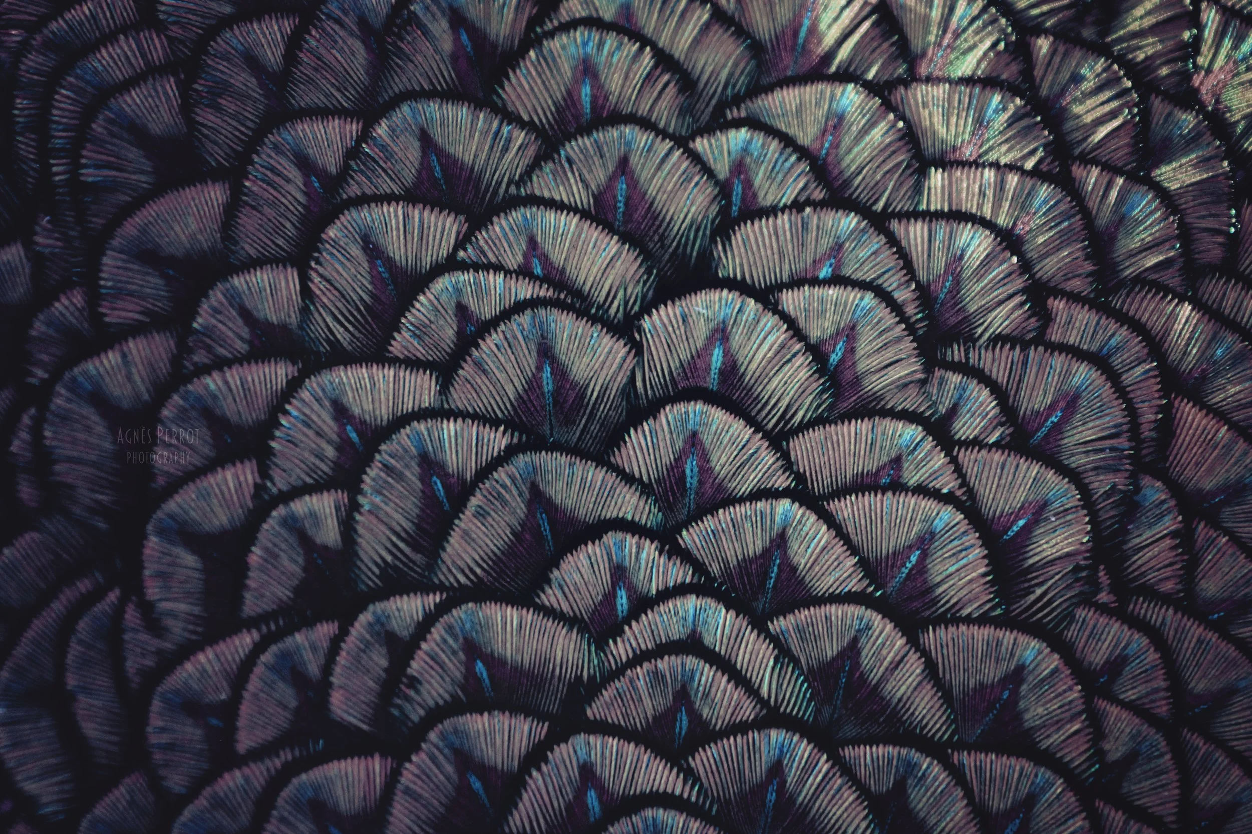 Iridescence