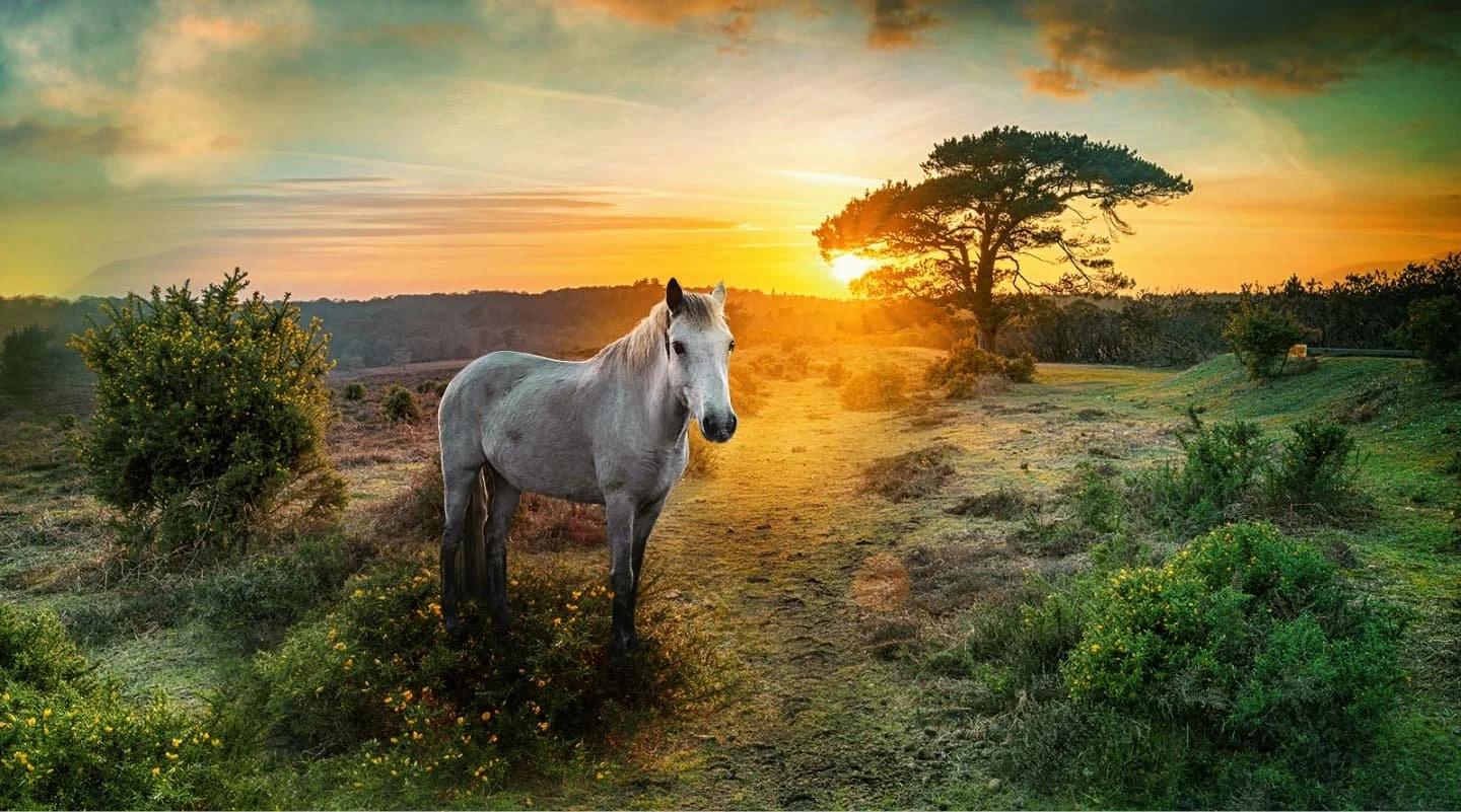 Landscape image with a white horse in the foreground stood in a meadow in the new forest with the sun setting behind trees and over the hills.