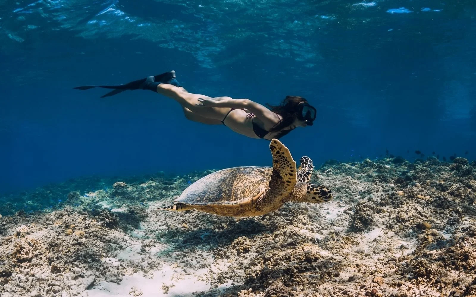A woman in a swimsuit and diving mask swimming underwater near a sea turtle over a coral reef.