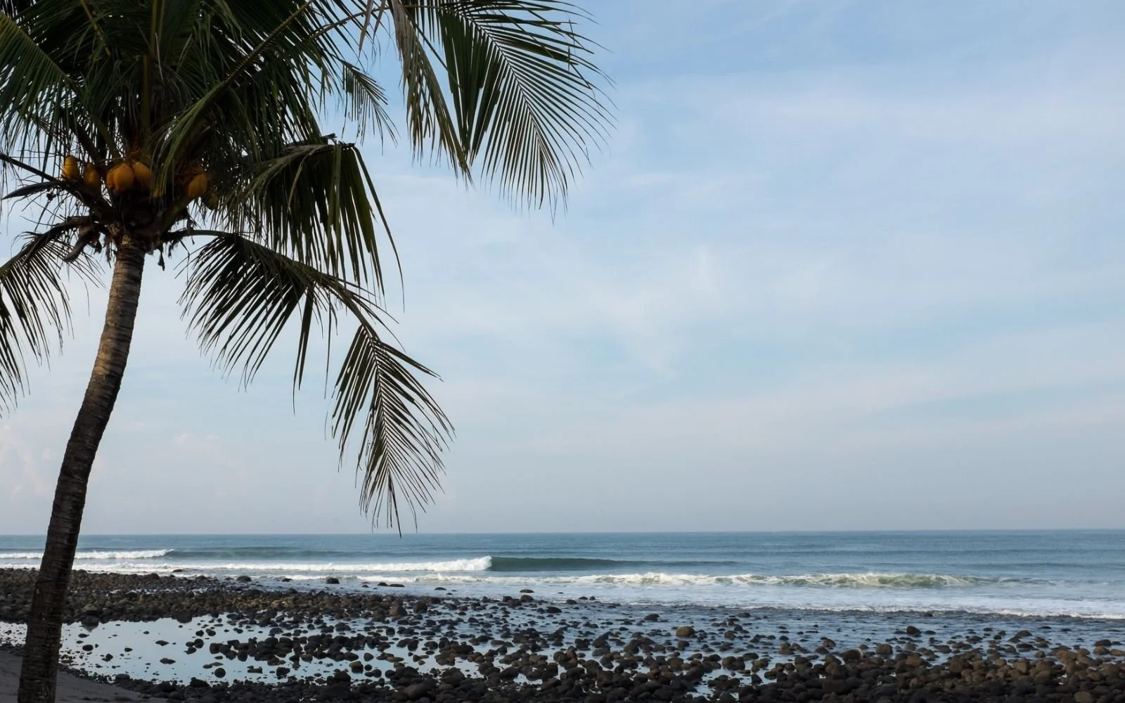 A coastal scene with a palm tree on the left, coconut clusters on the tree, and a rocky shoreline with waves in the background.