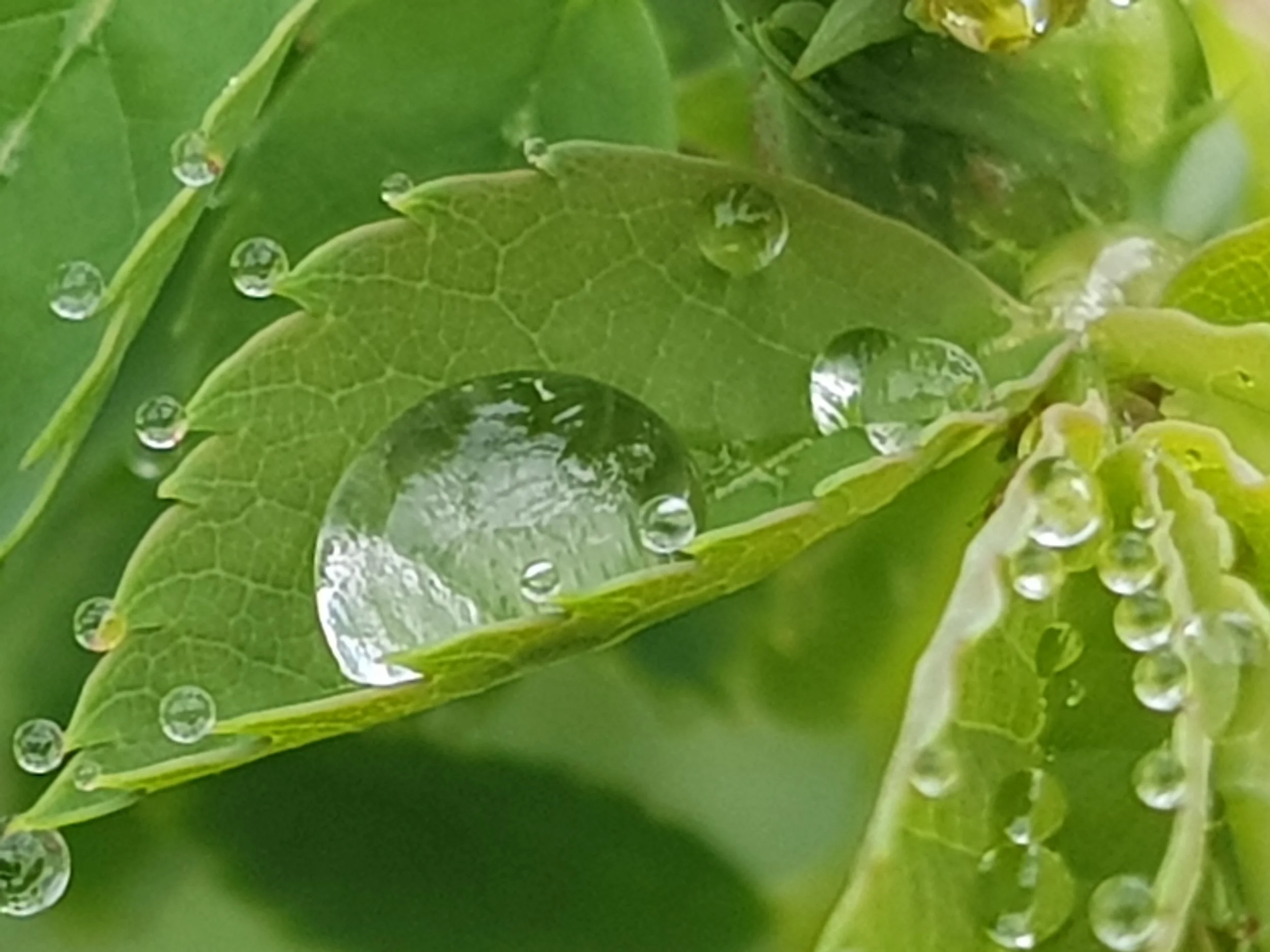 Gouttes d'eau sur une feuille verte