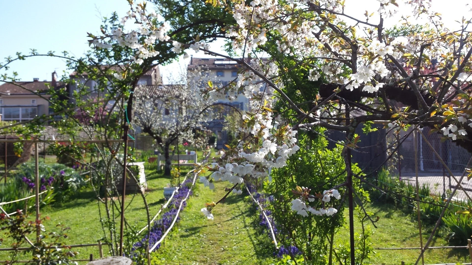 Un jardin avec des arbres en fleurs blanches, des parterres de lavande violette et des maisons en arrière-plan, sous un ciel bleu ensoleillé.