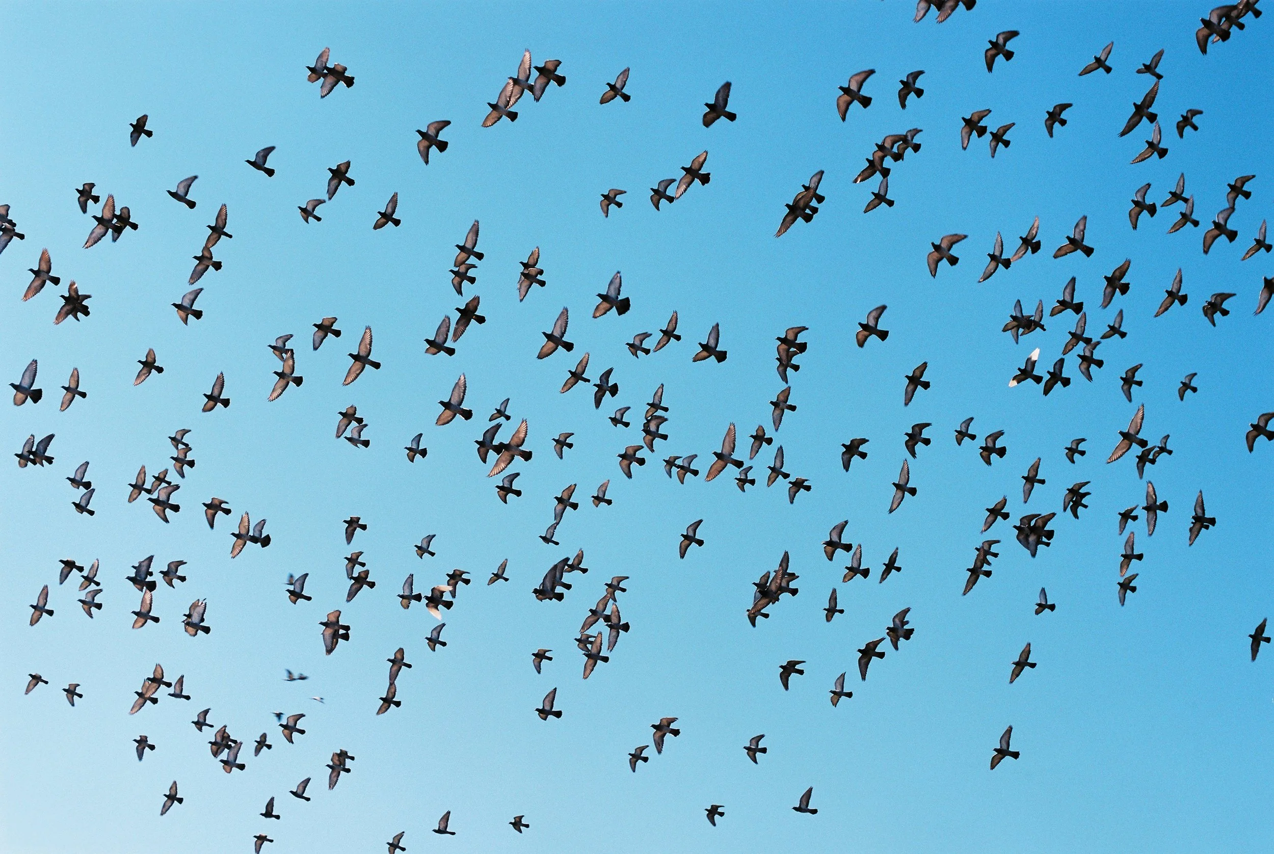 A large flock of pigeons flying in a clear blue sky.