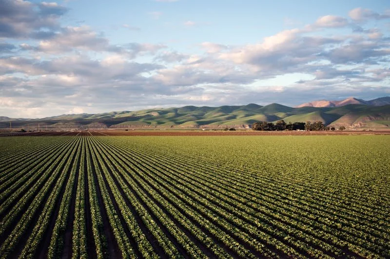 View of a large farm field with neat rows of crops, green rolling hills, and a cloudy sky in the background.