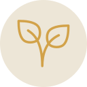 Minimalist icon of a plant with two leaves on a circular beige background