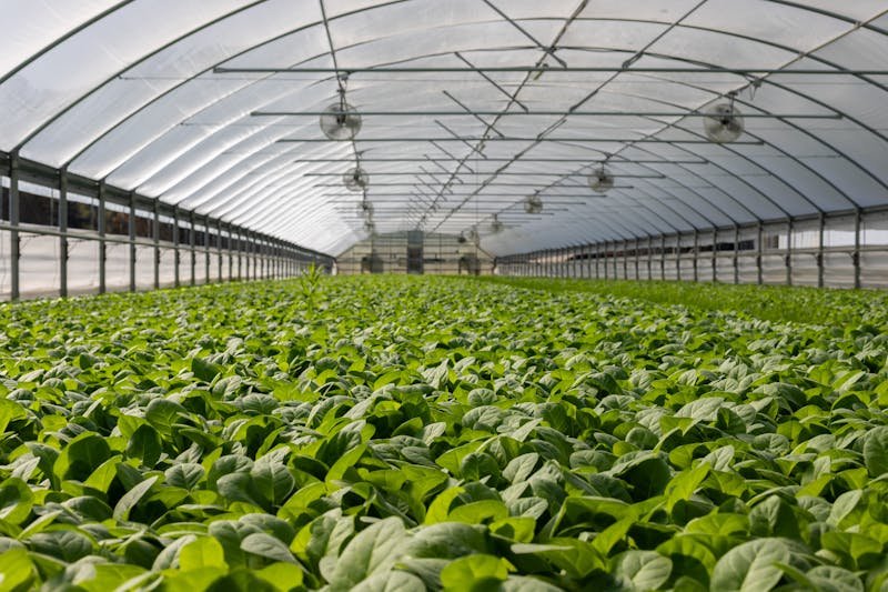 Green leafy plants growing inside a large greenhouse with transparent roof and metal framework.