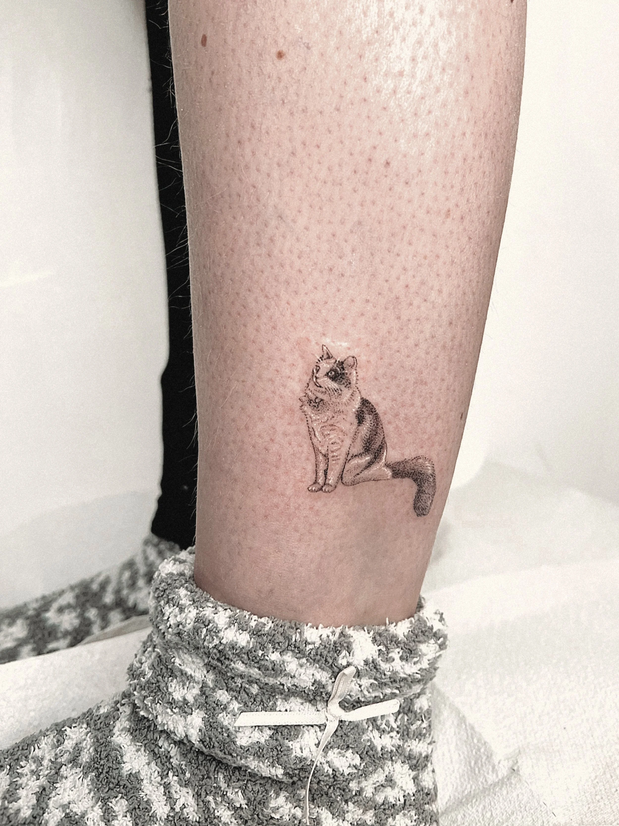 Sitting Cat.JPG