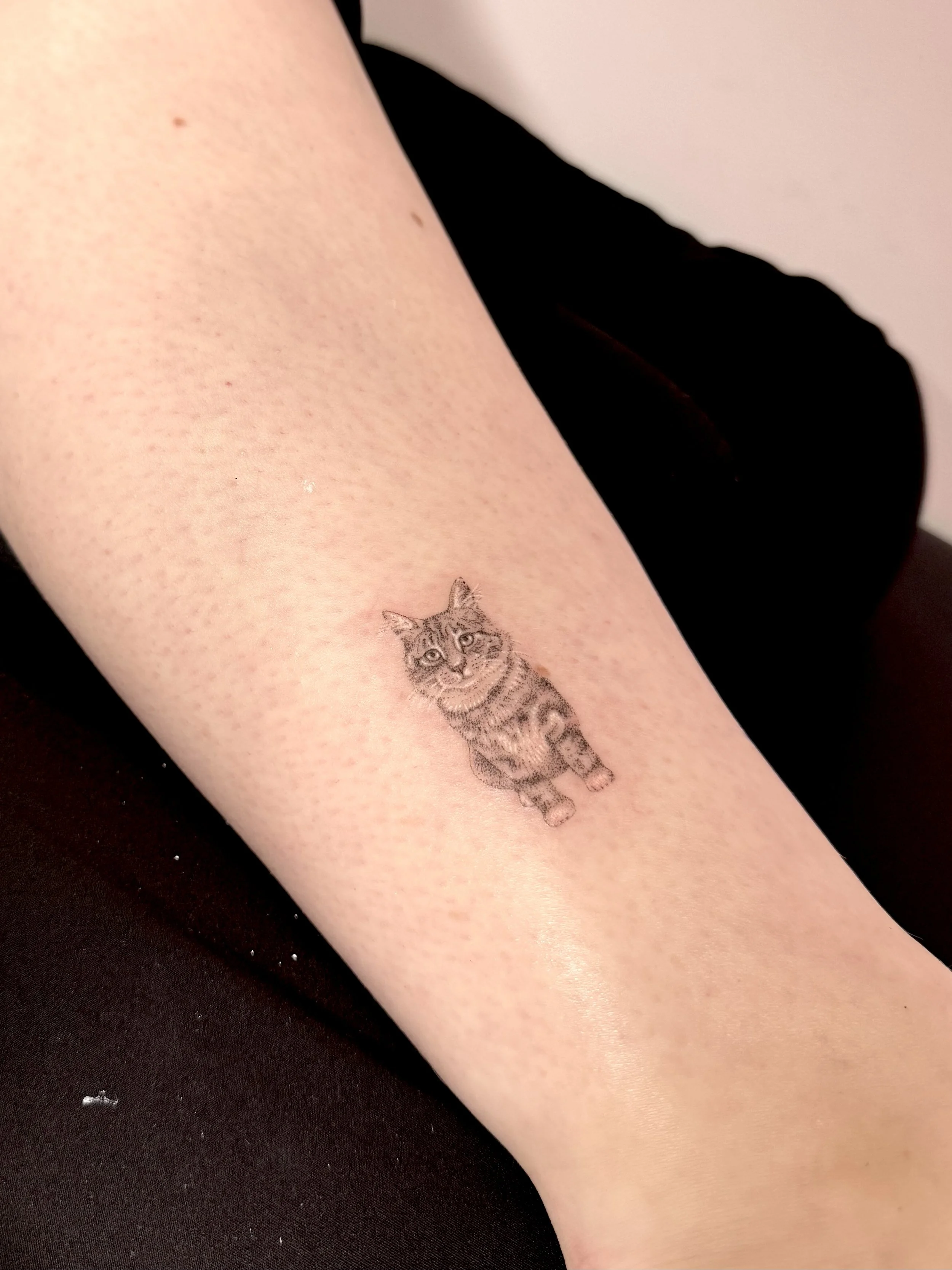 Tabby Cat.jpeg