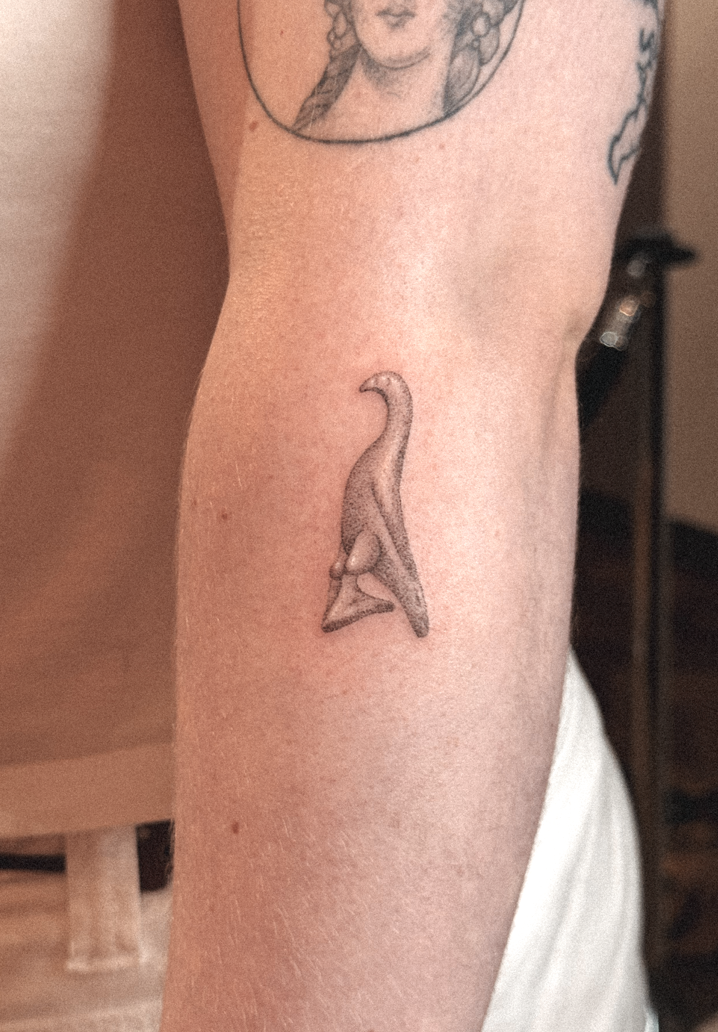 Roman Dove