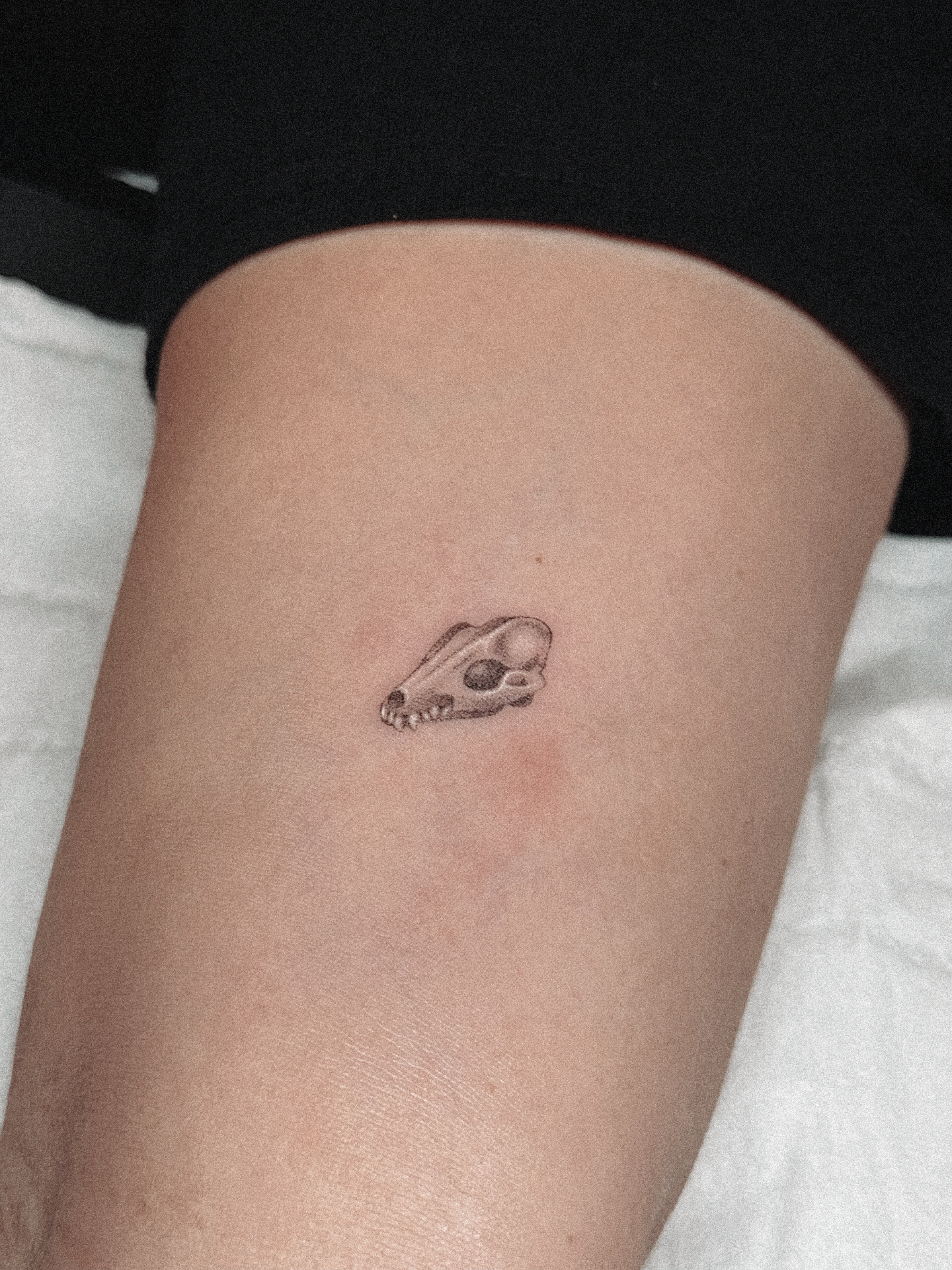 Bat Skull