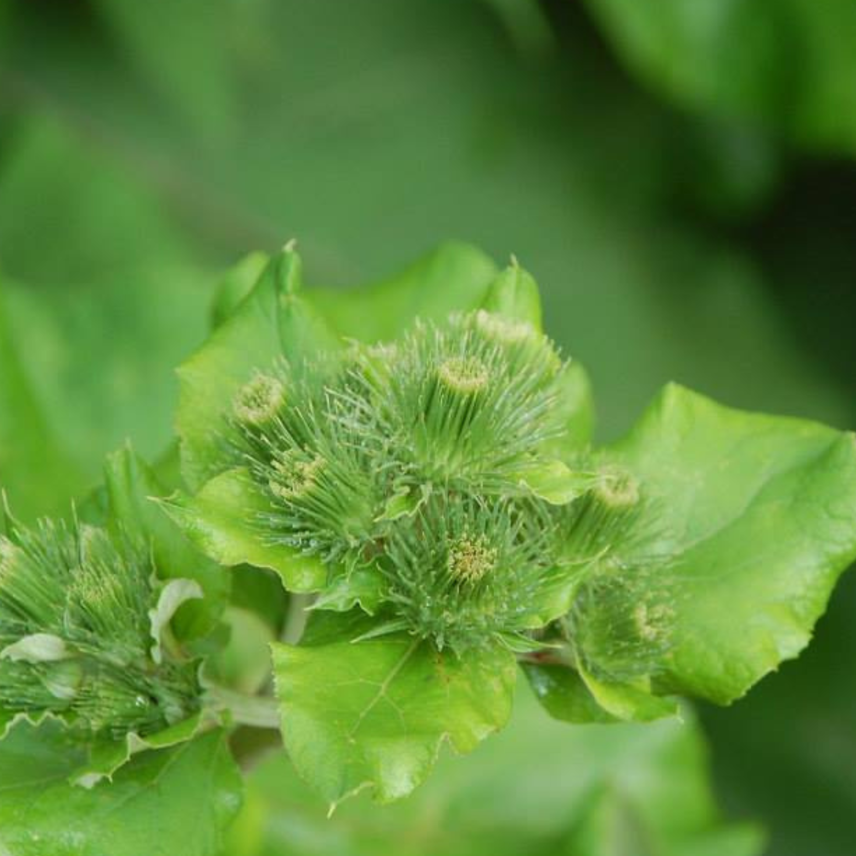 Close-up of a green plant with spiky, round flower buds surrounded by large green leaves.