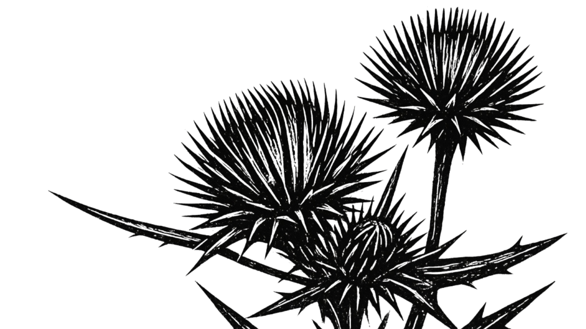 Black and white illustration of a thistle plant with spiky leaves and flowers