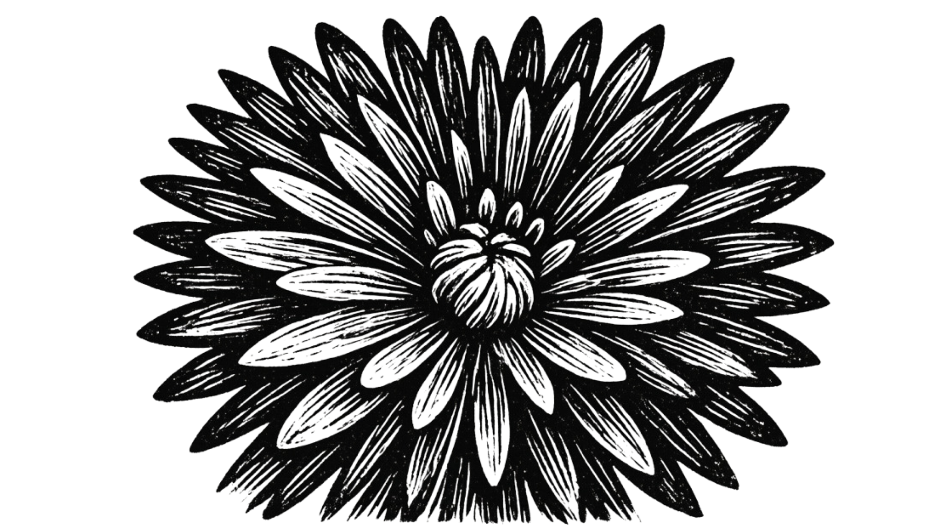 Black and white illustration of a large flower with layered petals radiating from a central bud.