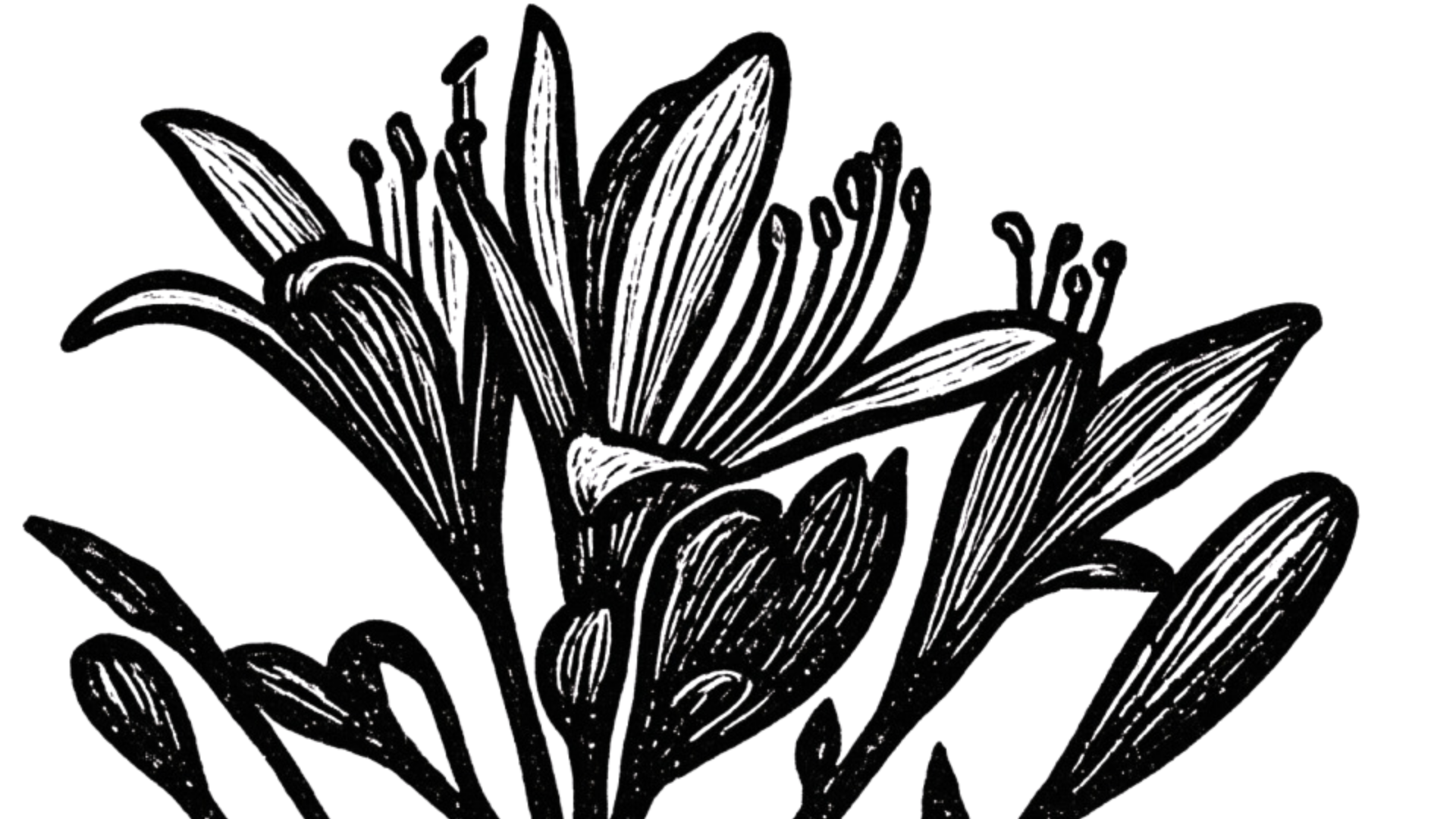 A black and white illustration of a flower with detailed petals and leaves.