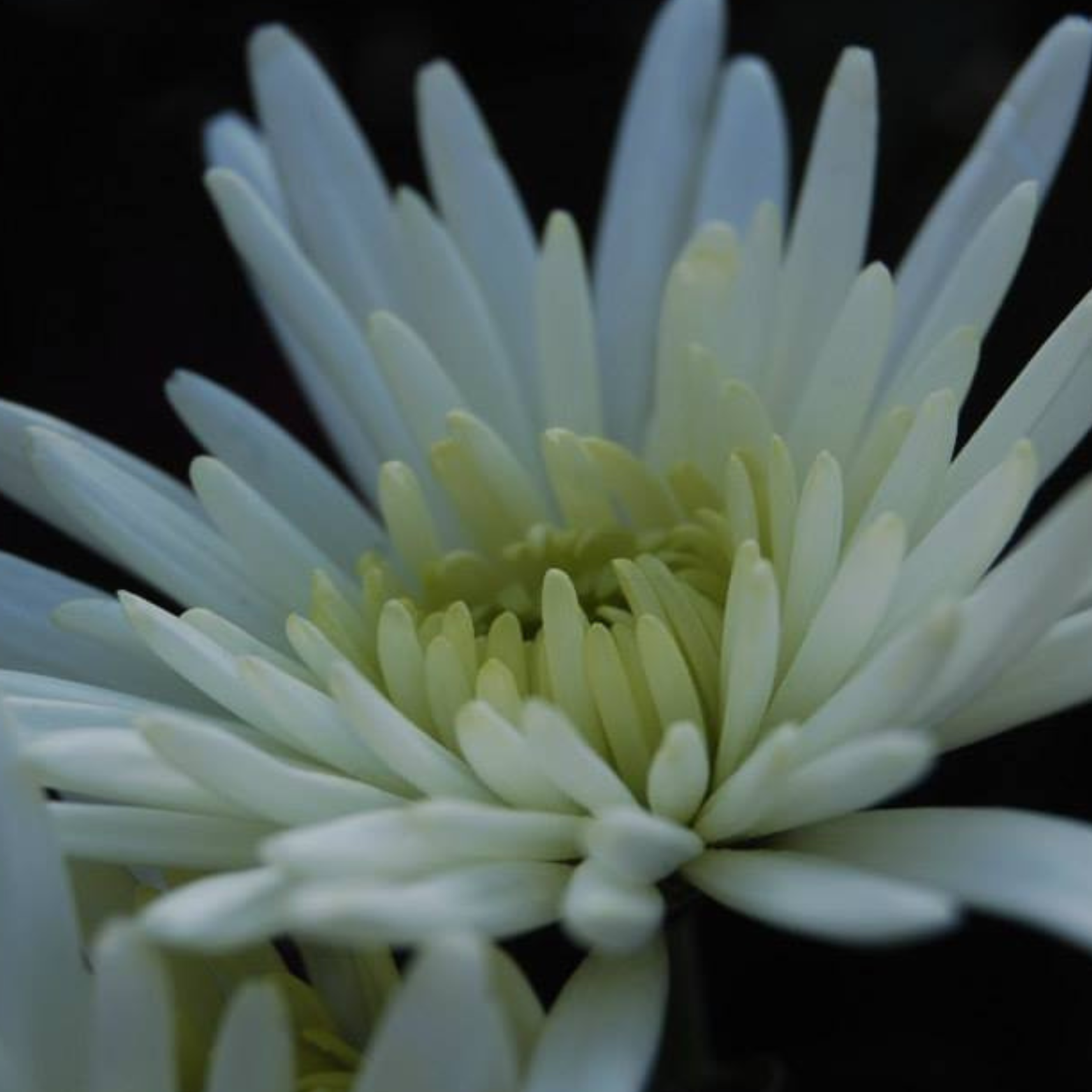 Close-up of a white flower with yellow in the center, dark background.