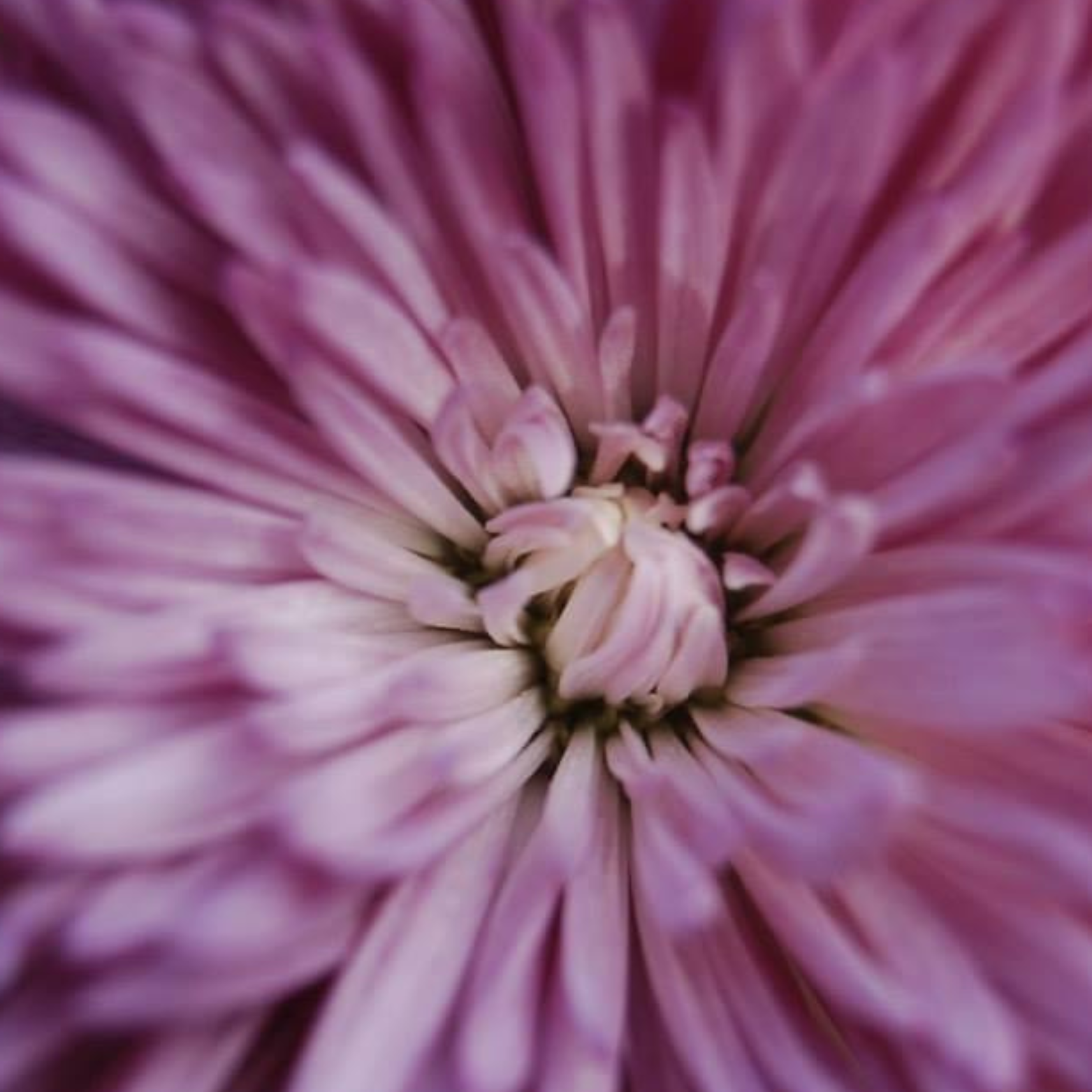 Close-up view of the center of a pink and purple flower, showing detailed petals and a central cluster of small buds.