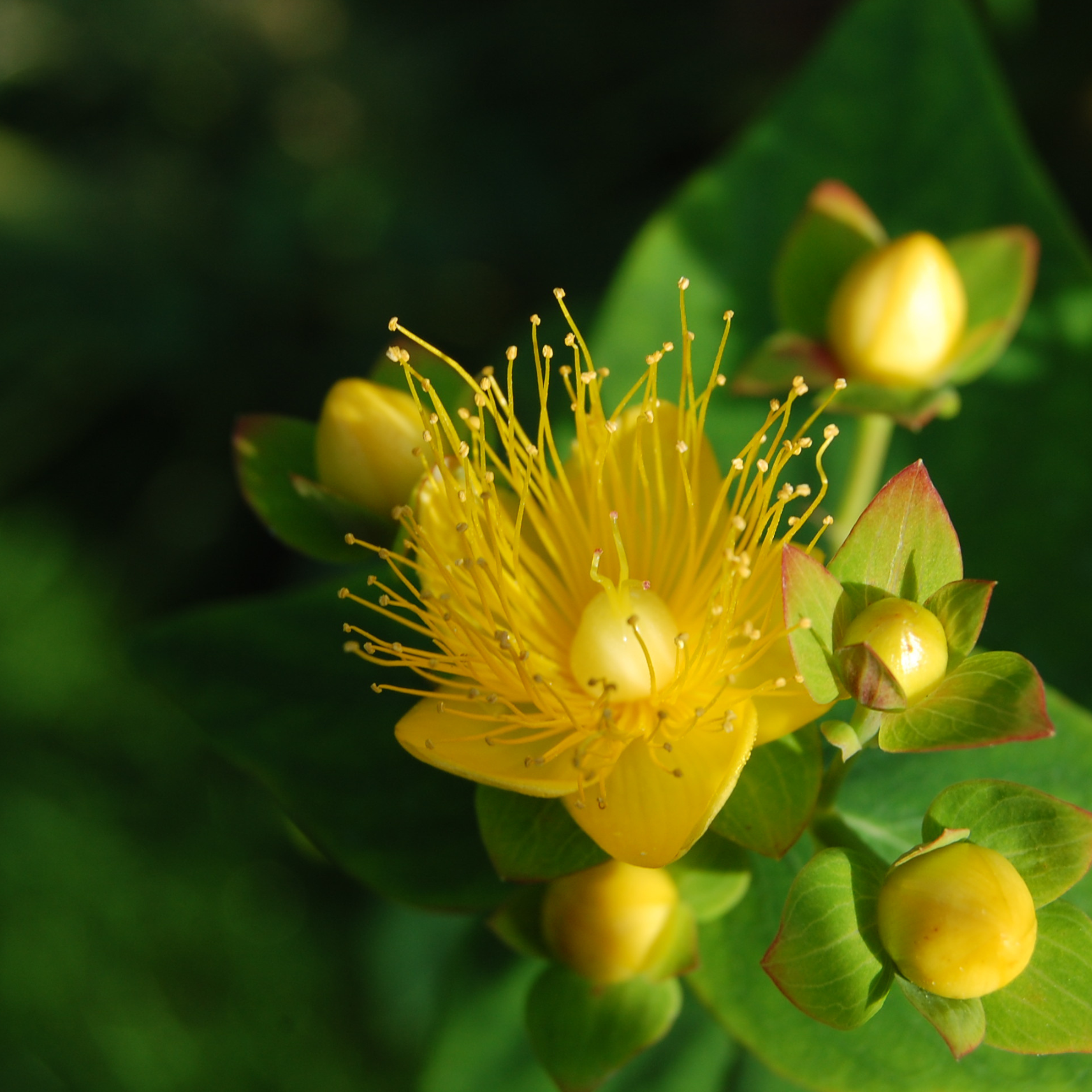 Close-up of a yellow flower with multiple long stamens and surrounding green leaves.