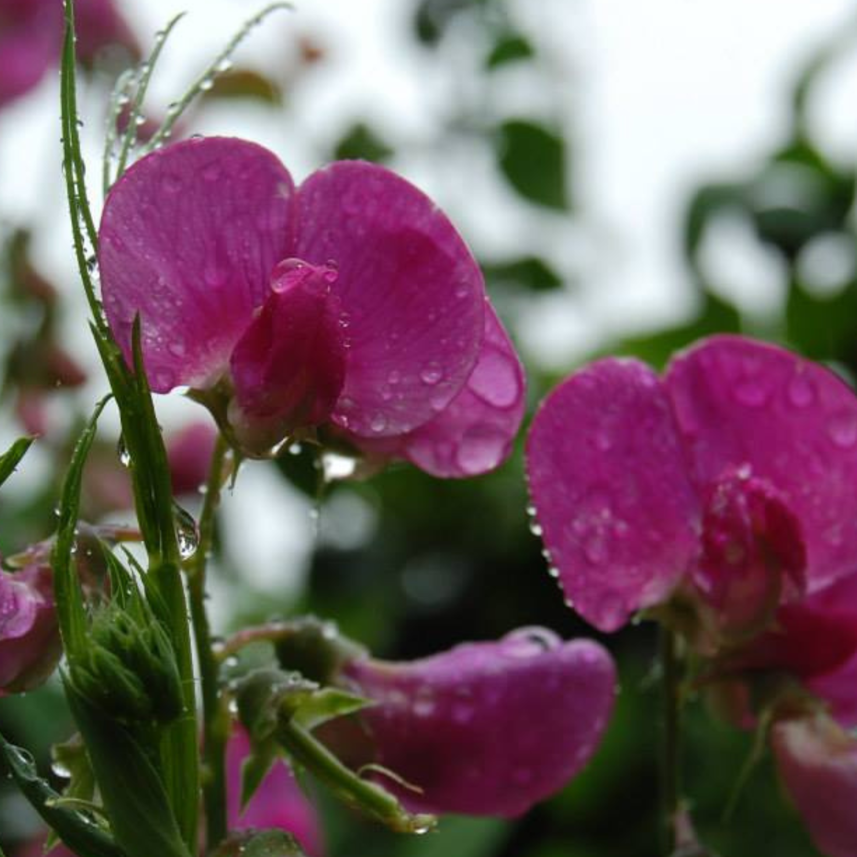 Close-up of pink flowers with water droplets on petals, green stem, and leaves in the background.