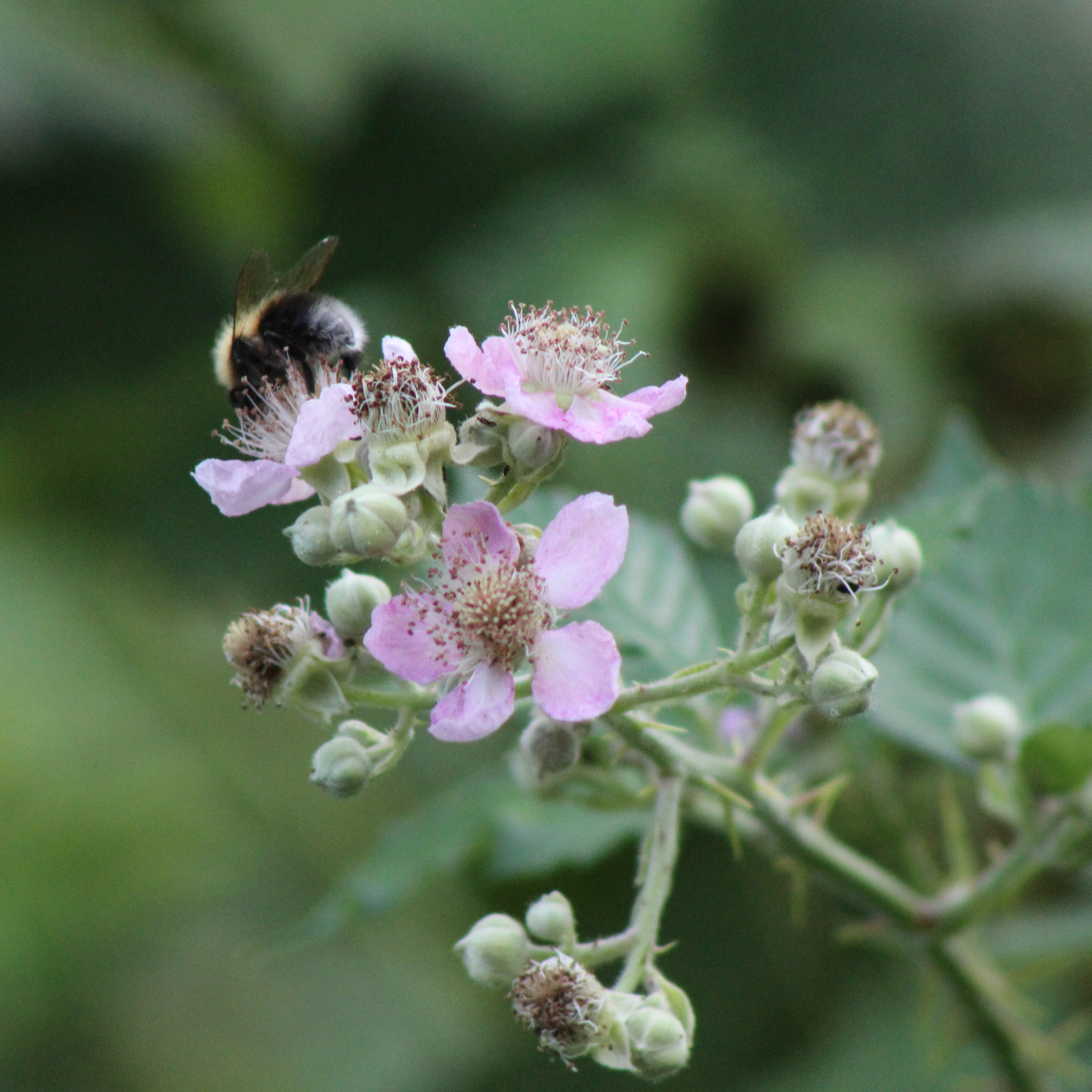 A close-up of a bee collecting nectar from pink and white flowers, with a blurred green background.