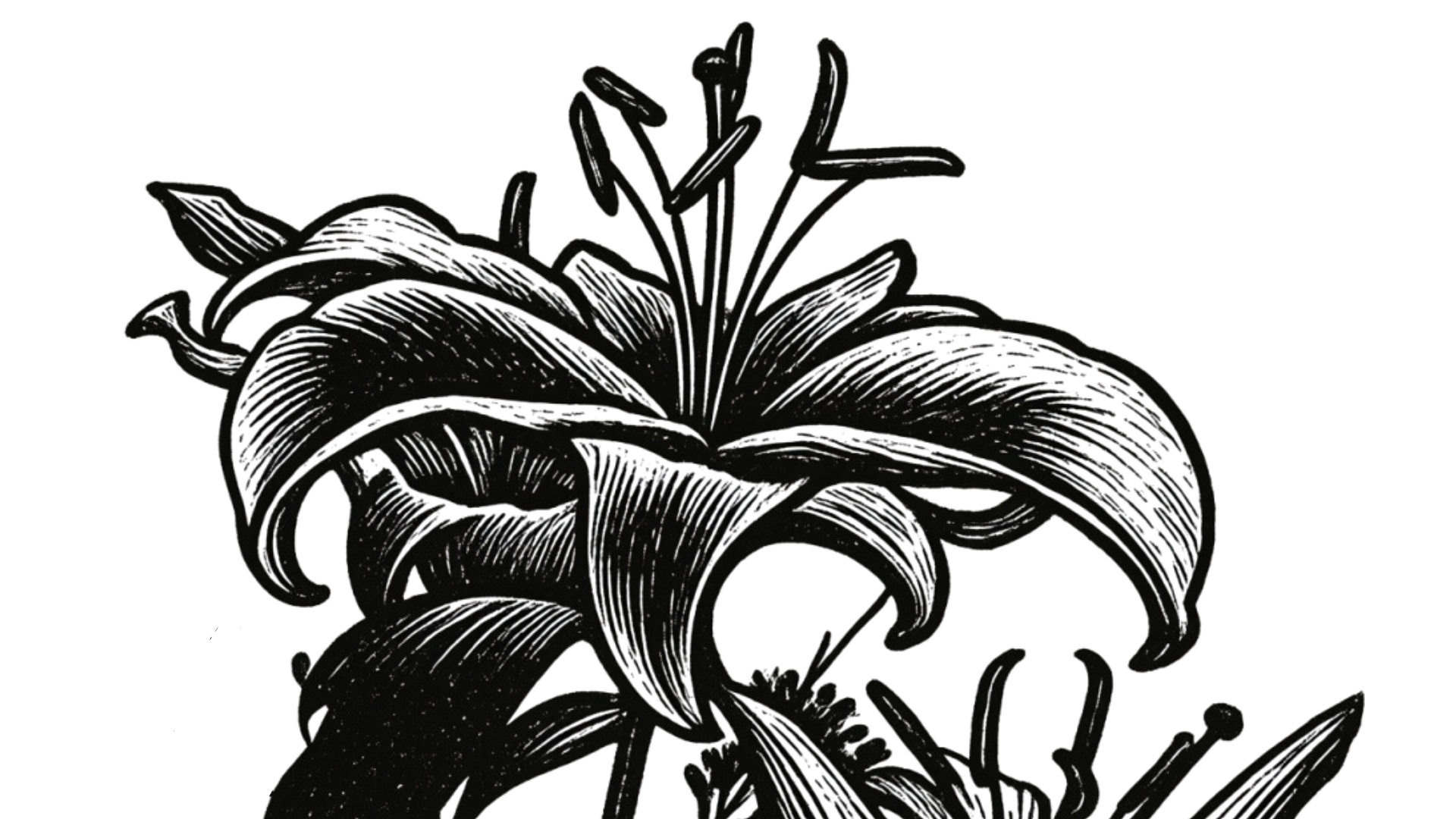 Black and white illustration of a lily flower with detailed petals and stamens.