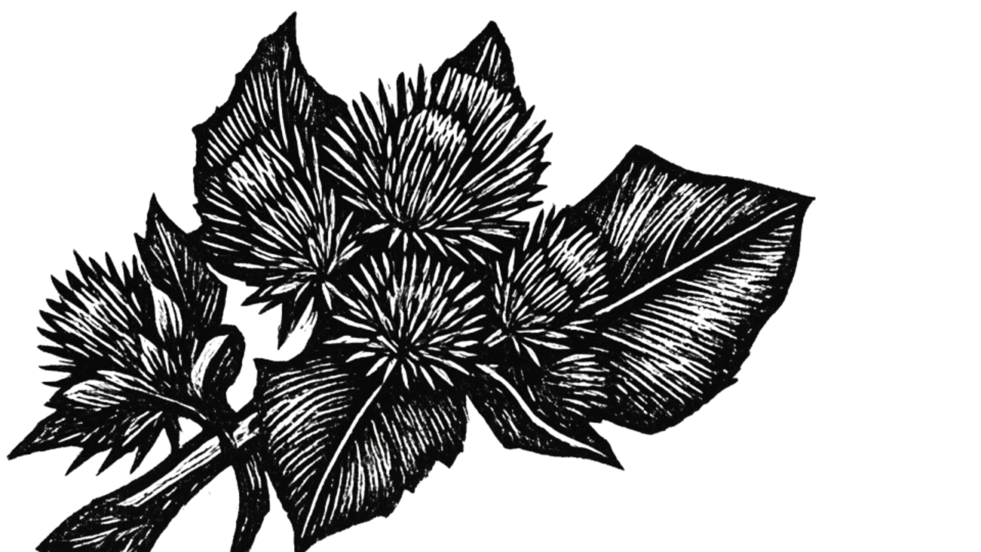 Black and white illustration of a cluster of roses with detailed line work.