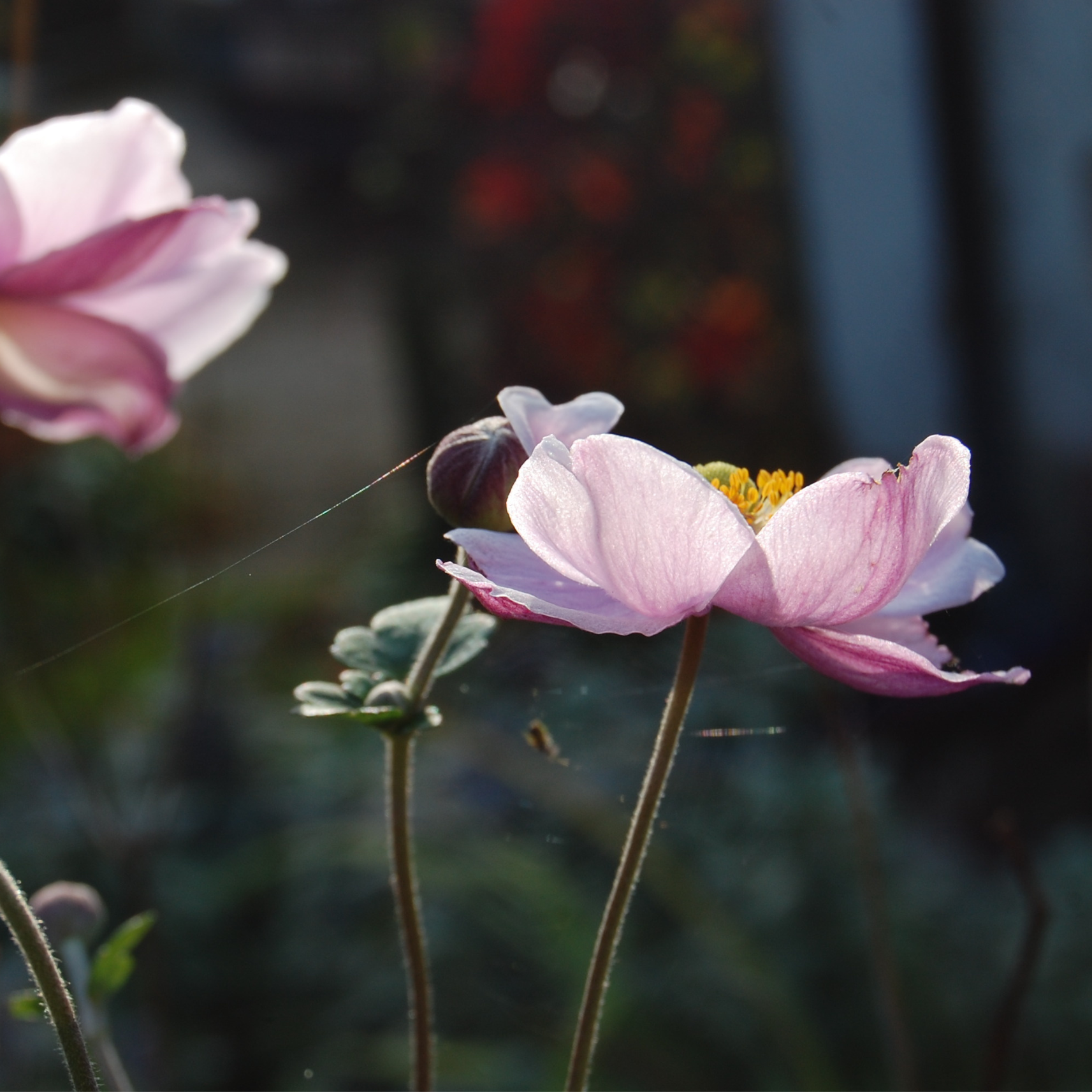 Close-up of a pink and white flower with yellow stamens, with blurred background of greenery and other plants.