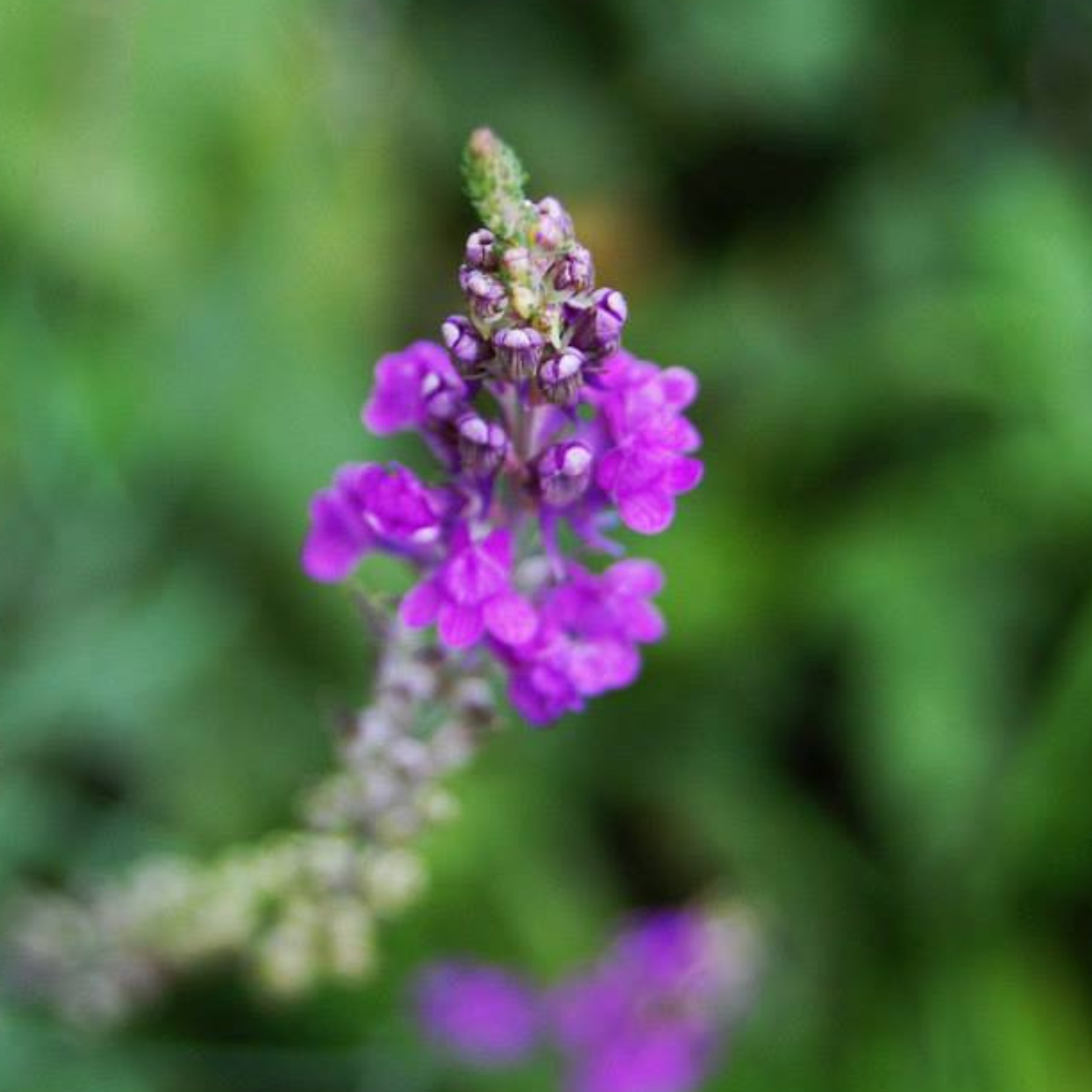 Close-up of a purple flower spike with small blossoms and green background.