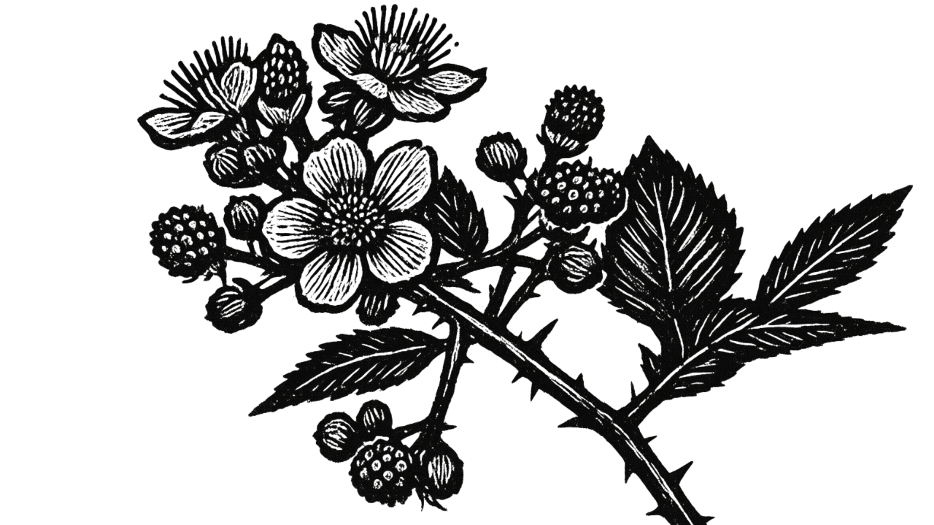 Black and white illustration of a blackberry plant with flowers, berries, and detailed leaves.