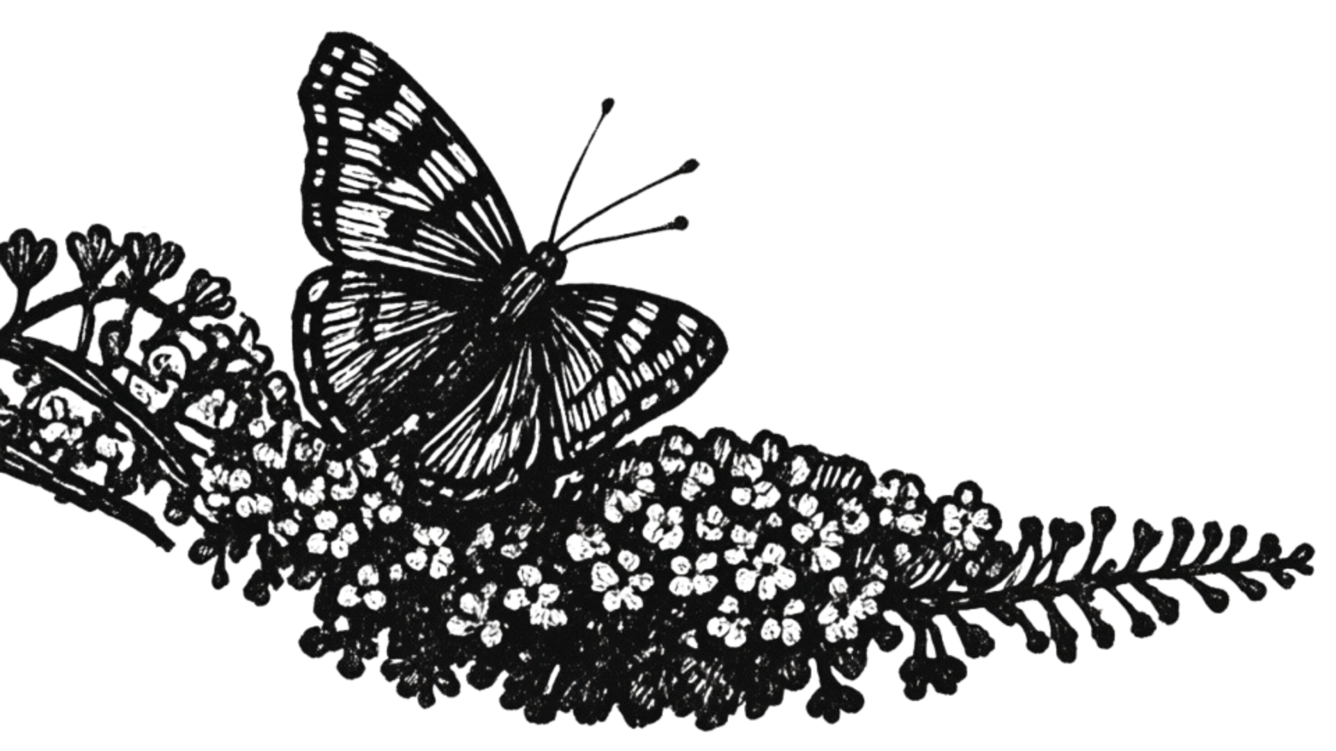 Black and white illustration of a butterfly perched on a branch with small flowers and ferns.