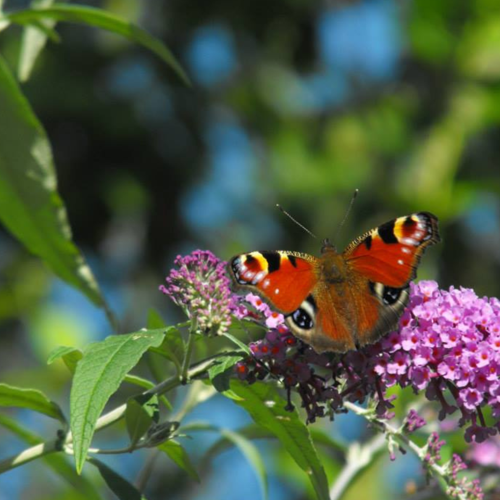 Close-up of a colorful butterfly with red, black, yellow and white markings resting on pink and purple flowers amid green leaves.