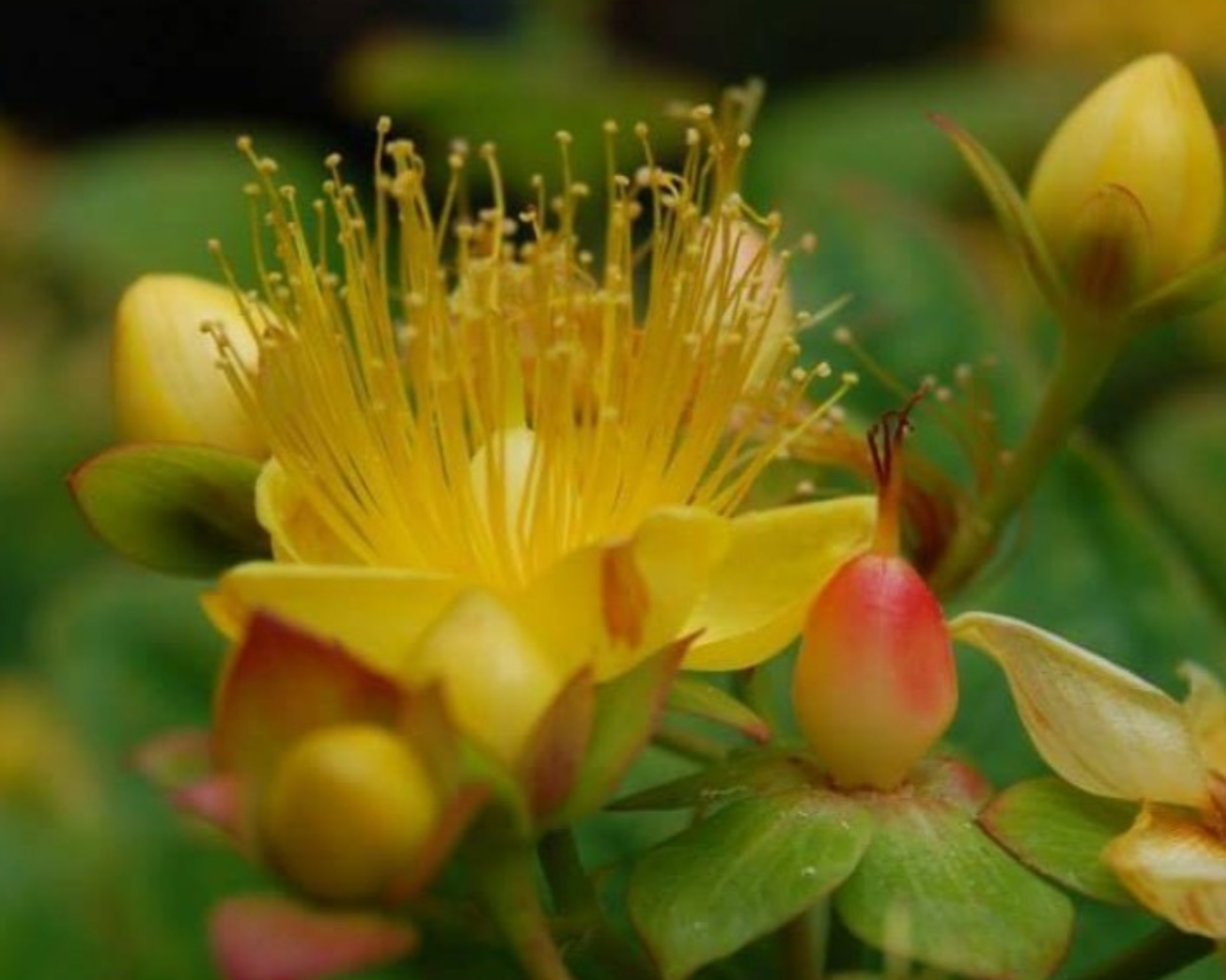 Close-up of a yellow flower with numerous long stamens and surrounding yellow buds.