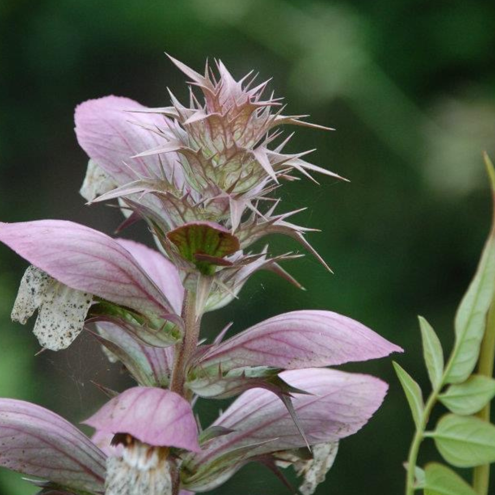 Close-up of pink flowers with spiky green leaves, with a dark blurred background.