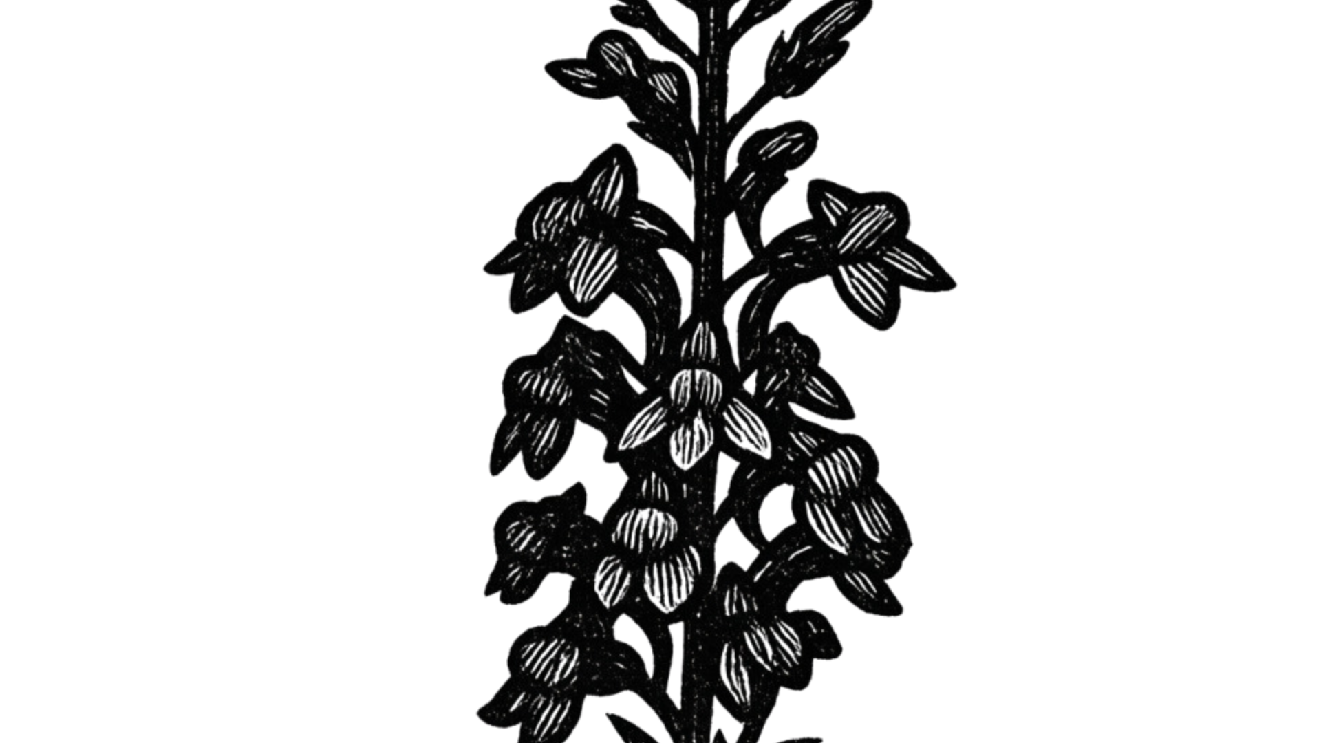 Black and white line drawing of a cluster of small flowers on a tall stem.