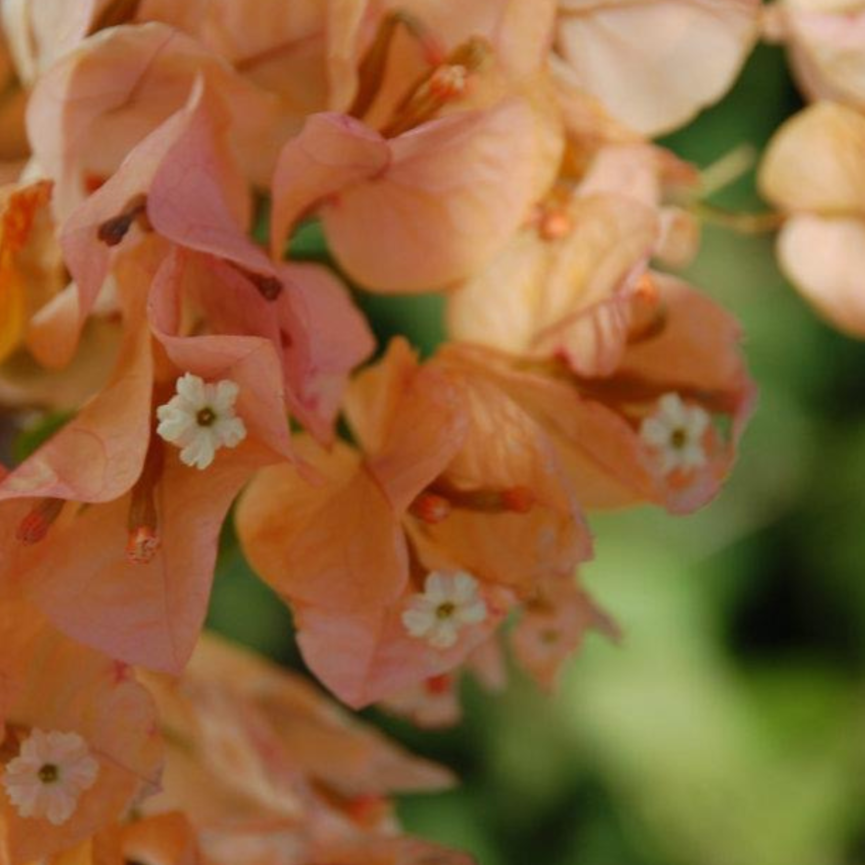 Close-up of a cluster of pink and orange hydrangea flowers with tiny white flowers and green leaves in the background.