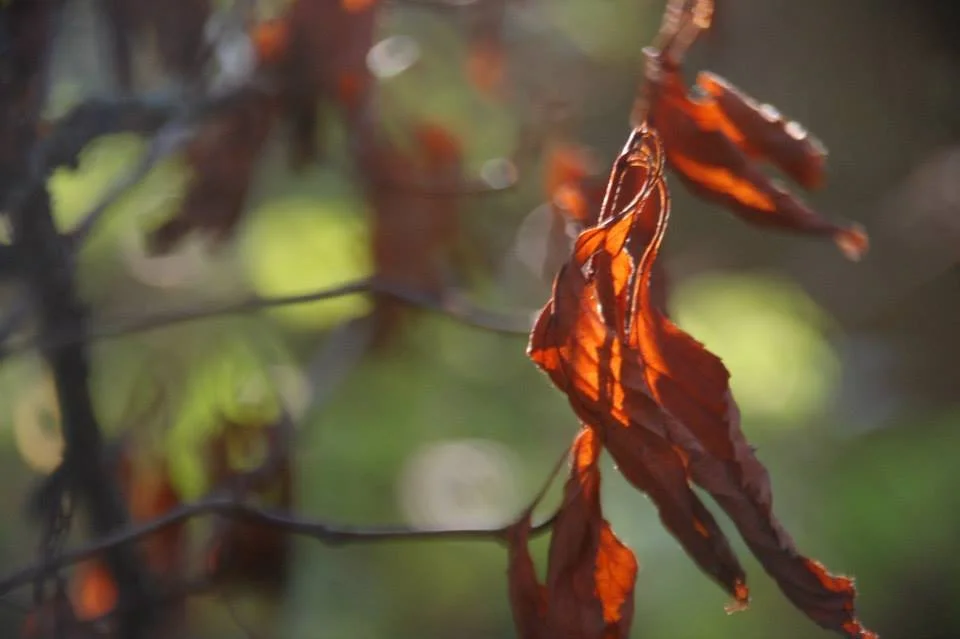 Close-up of withered brown leaves hanging on a branch in sunlight with blurred green background.