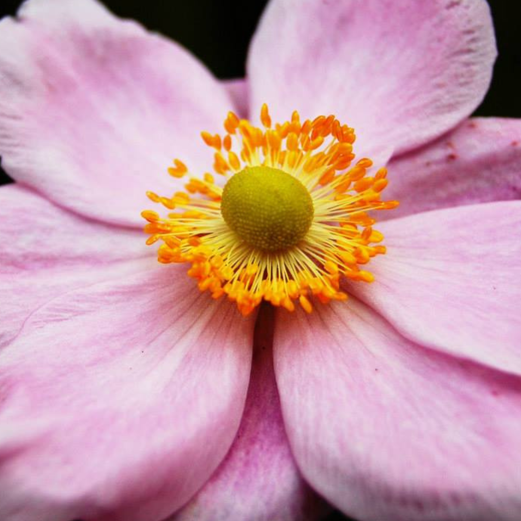 Close-up of a pink flower with a yellow and green center and pink petals.