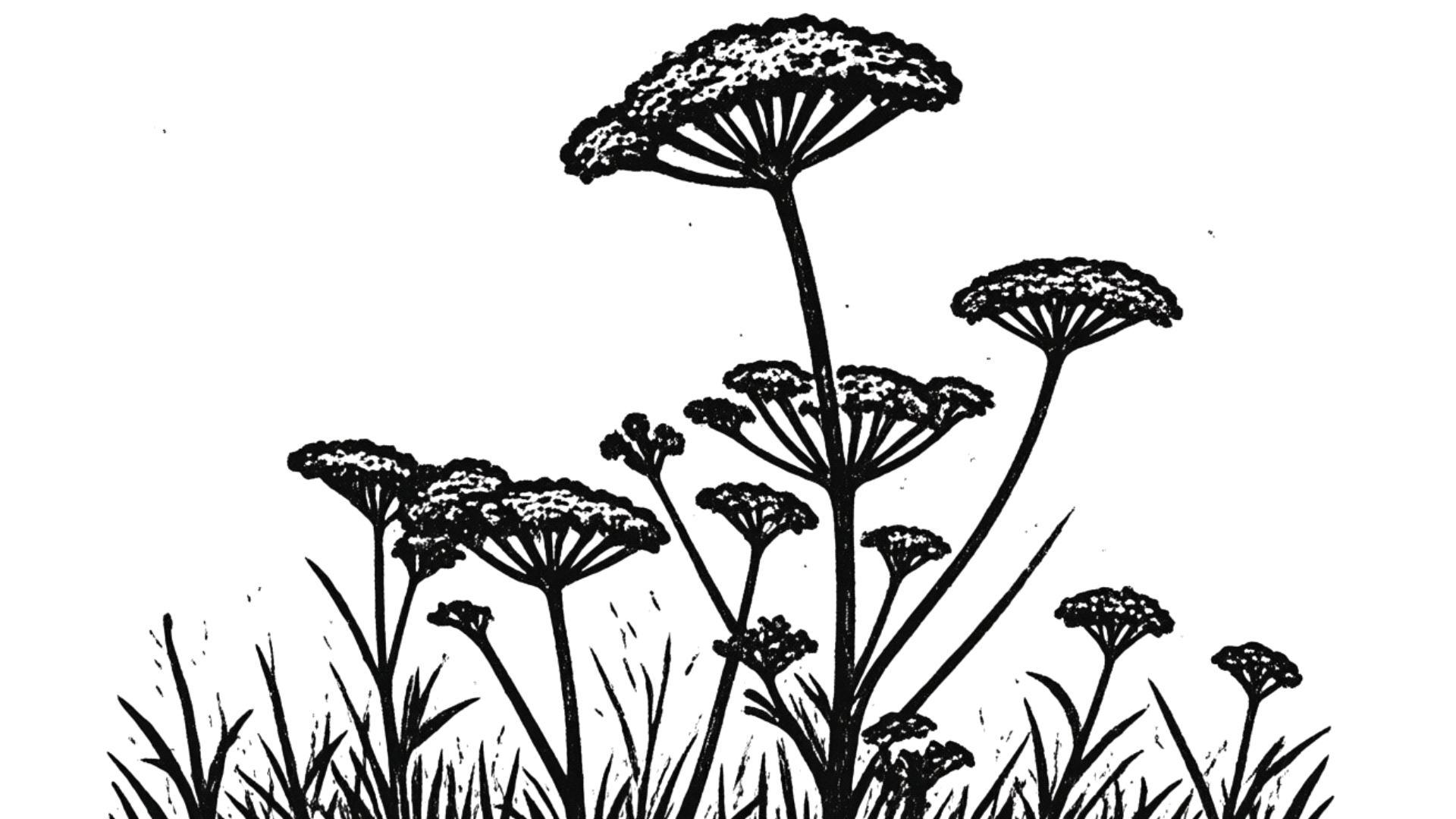 Black silhouette of wildflowers and grass on a white background